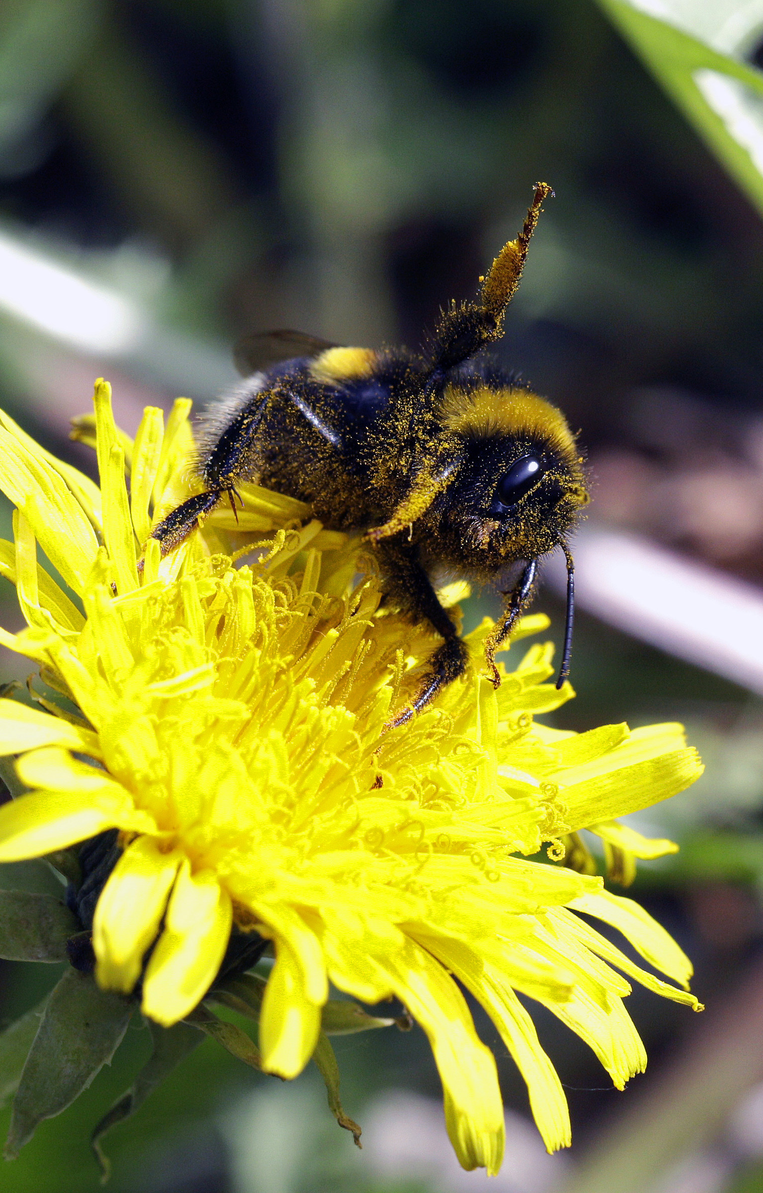 Bombo Welcoming .....