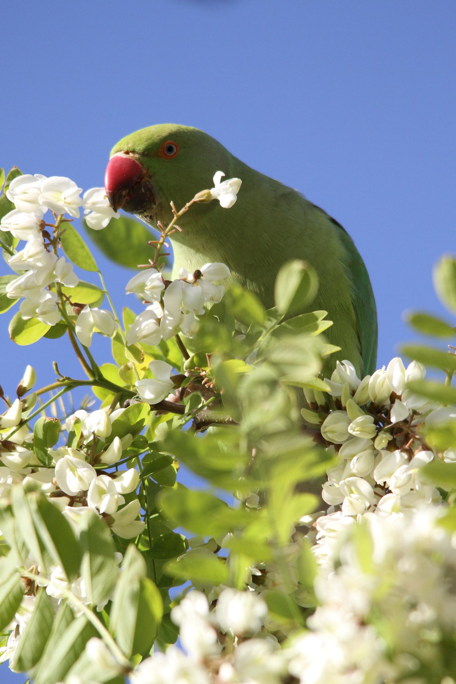 Parakeet from the collar