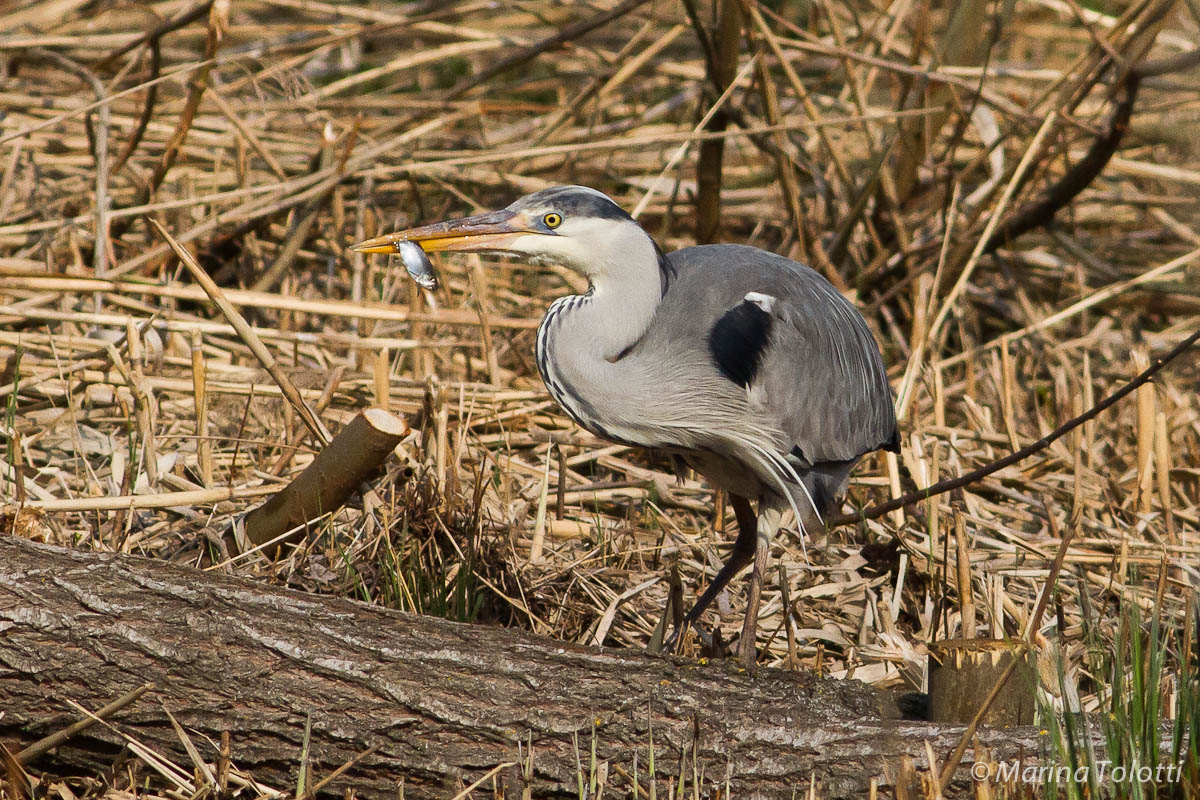 Grey Heron
