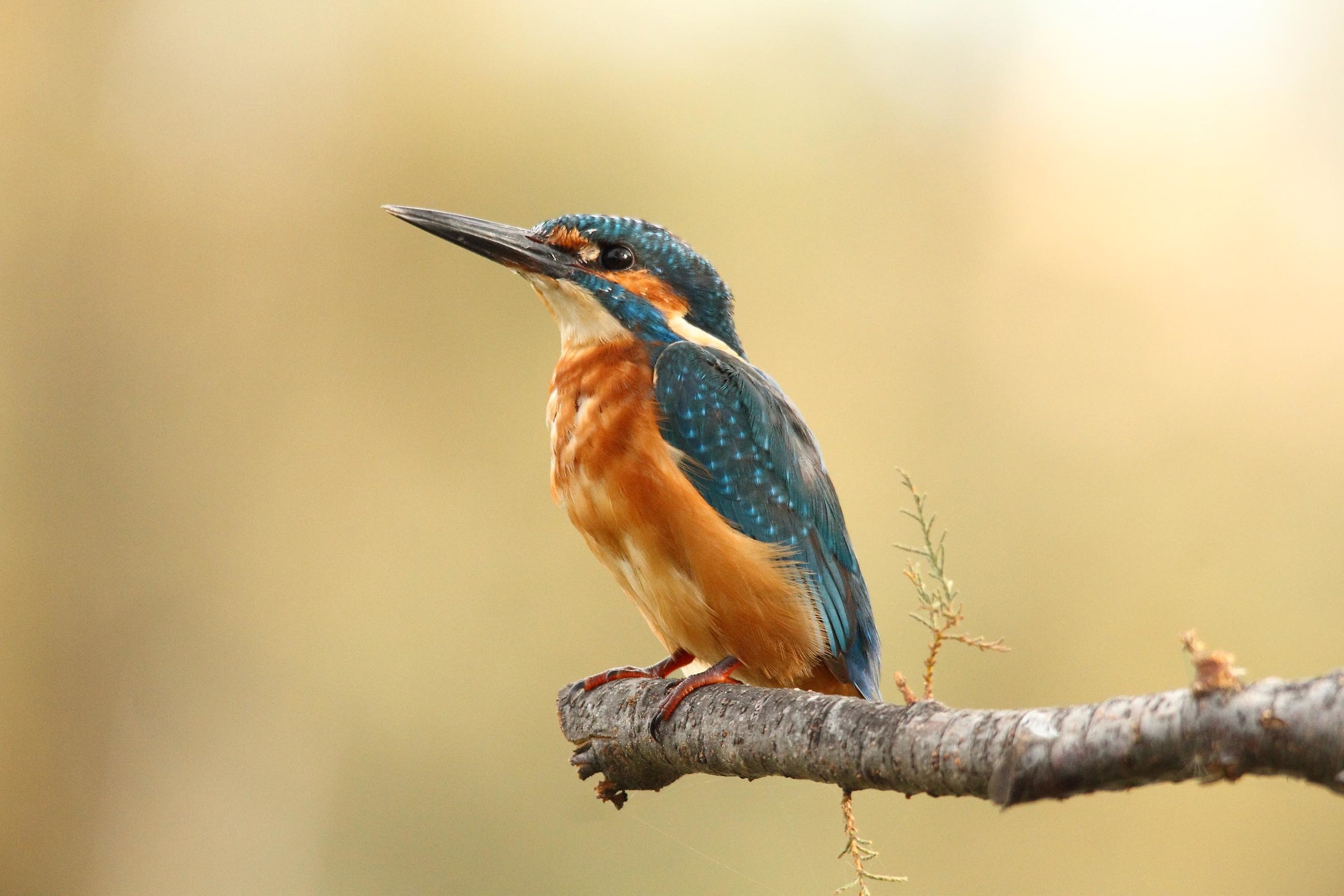 kingfisher