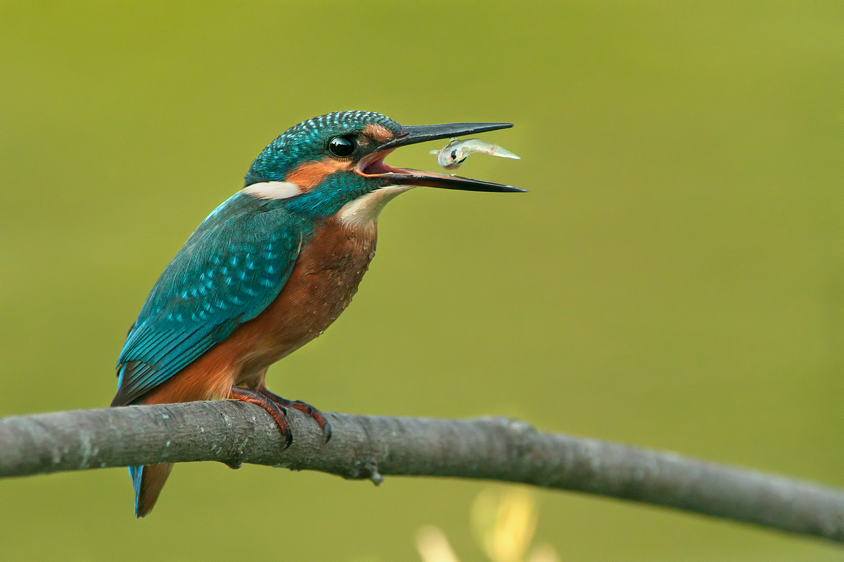 saltimbocca per martino