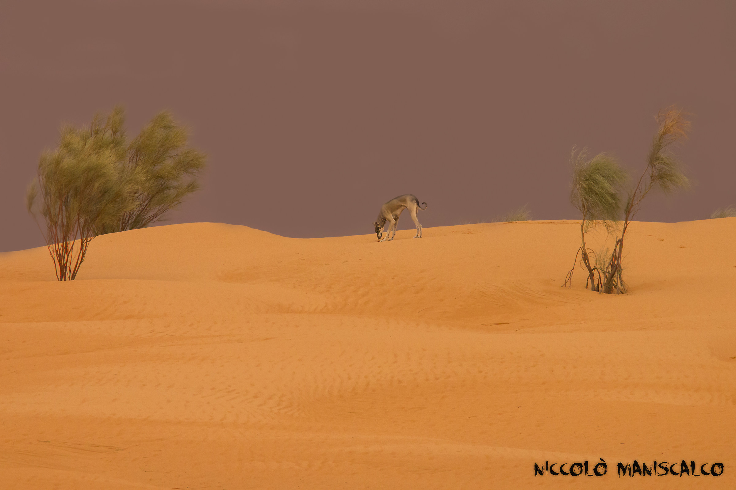 Il levriero, il deserto e la tempesta in arrivo