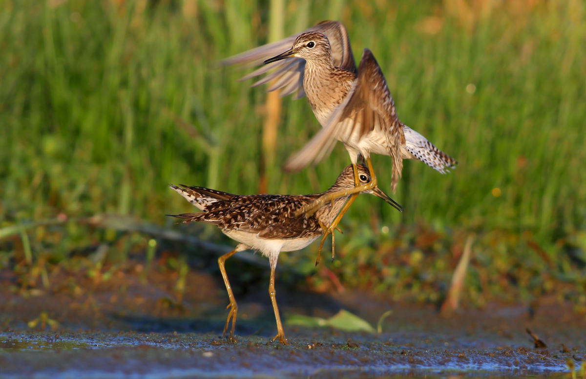 Pyro piro boscherecci