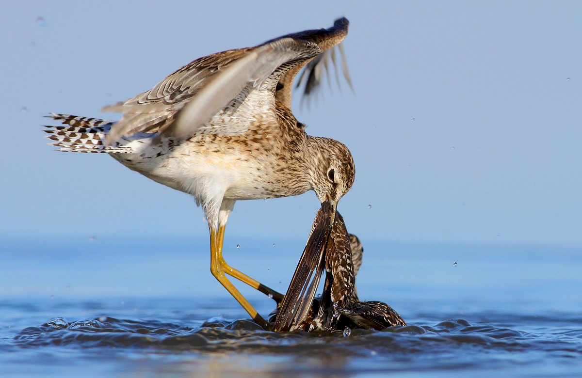 Pyro piro boscherecci