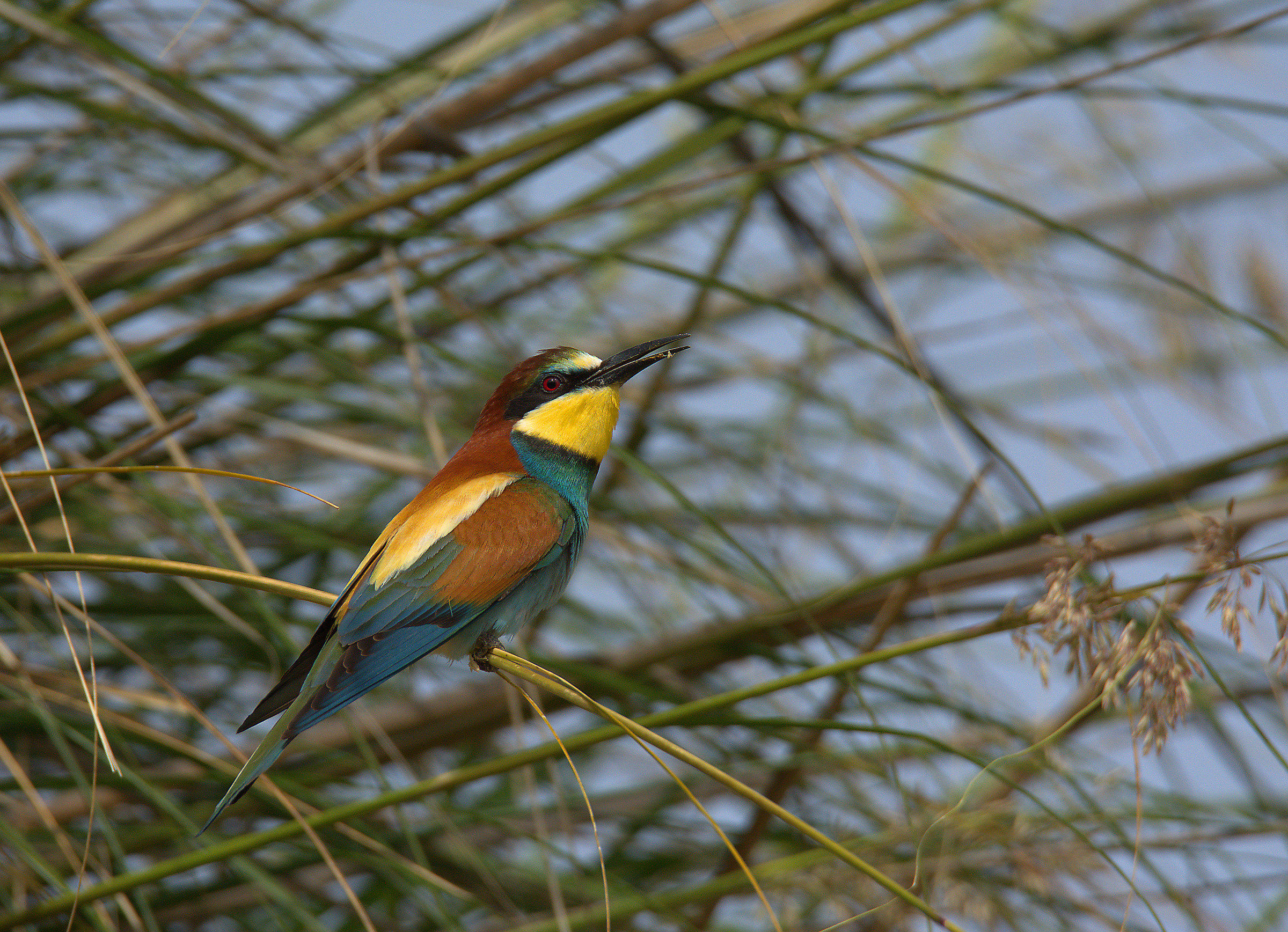 Bee eater
