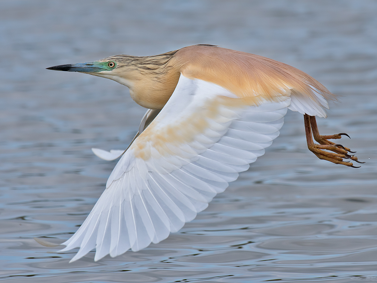 Sgarza ciuffetto in volo