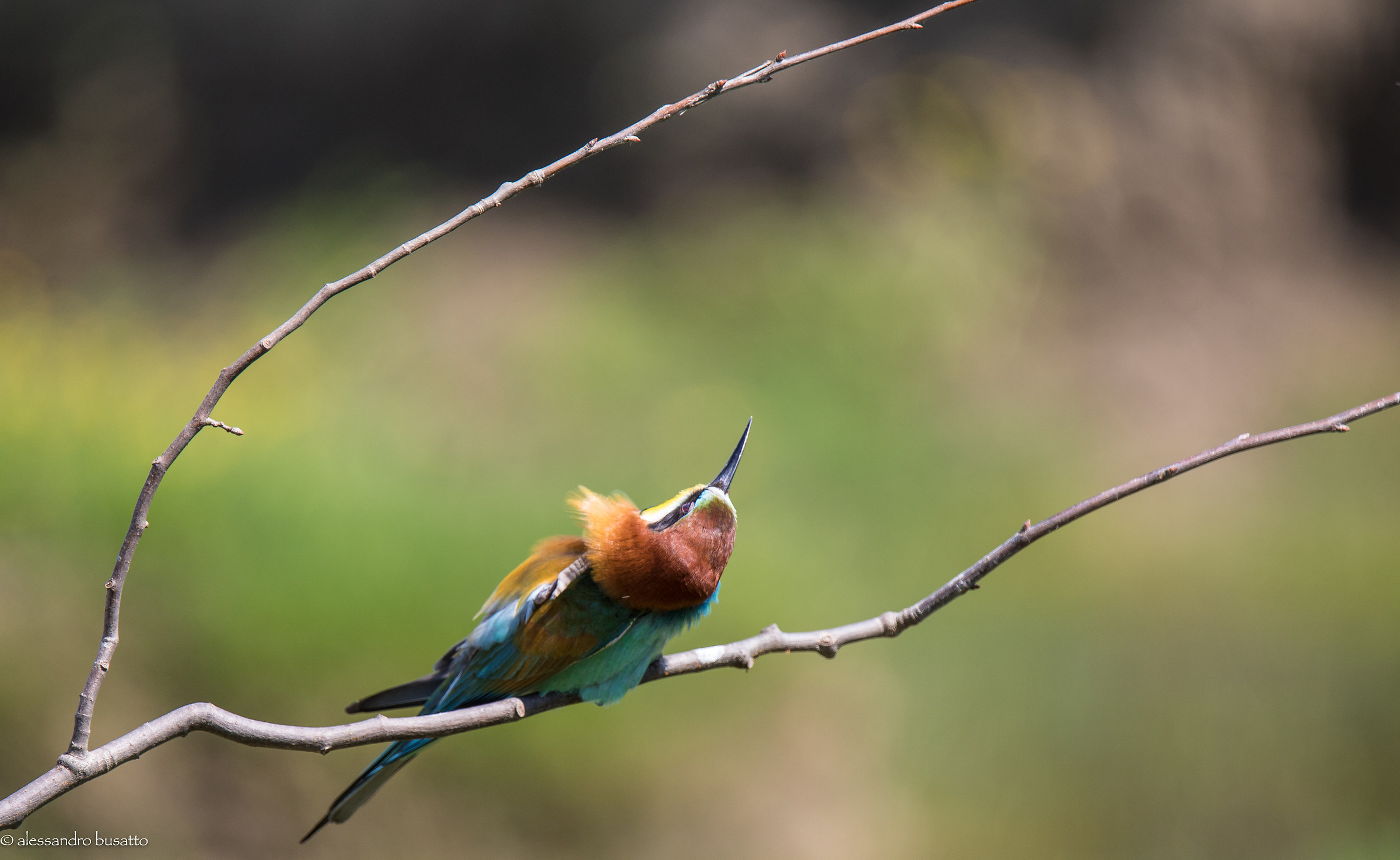 Gruccioni 2017 contorsionista
