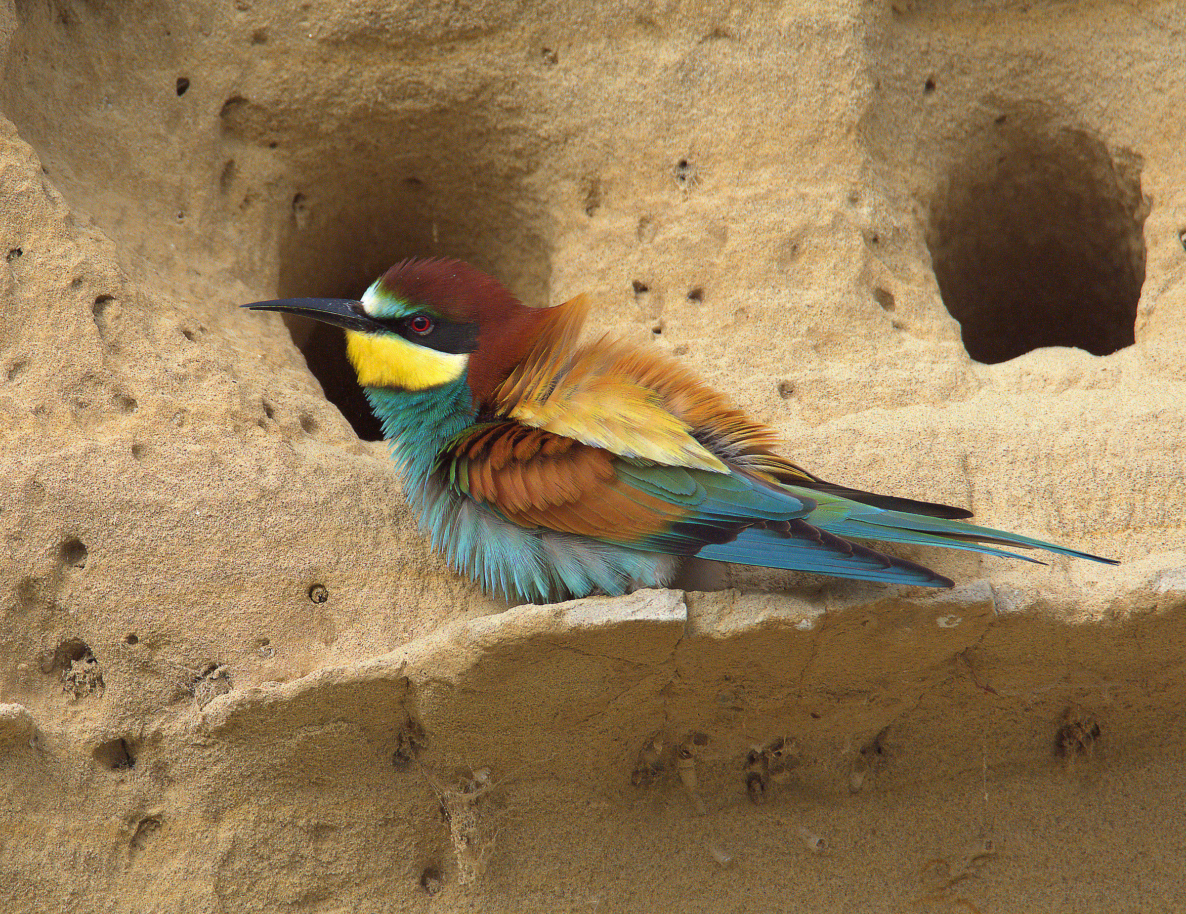 Bee eater