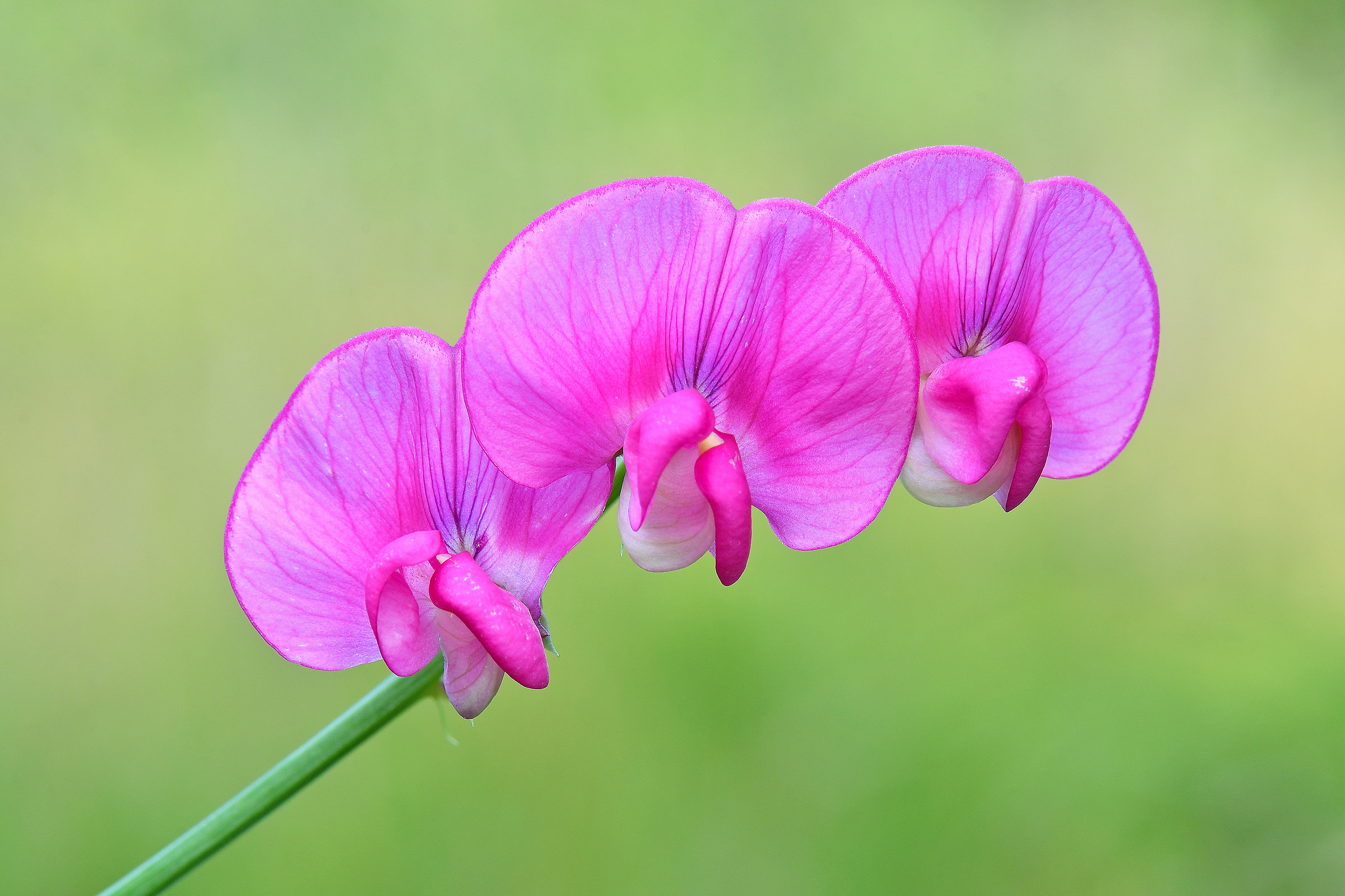 Pisello odoroso (Lathyrus odoratus)