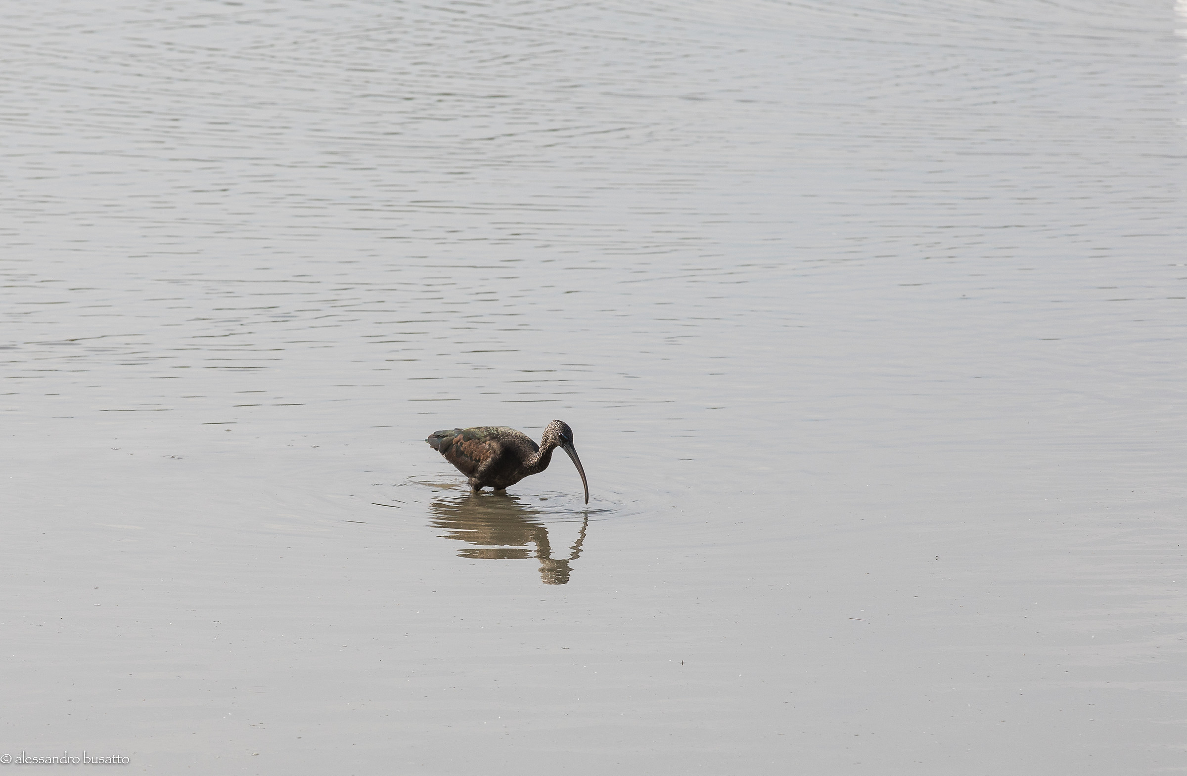 Giovane mignattaio (Plegadis Falcinellus)