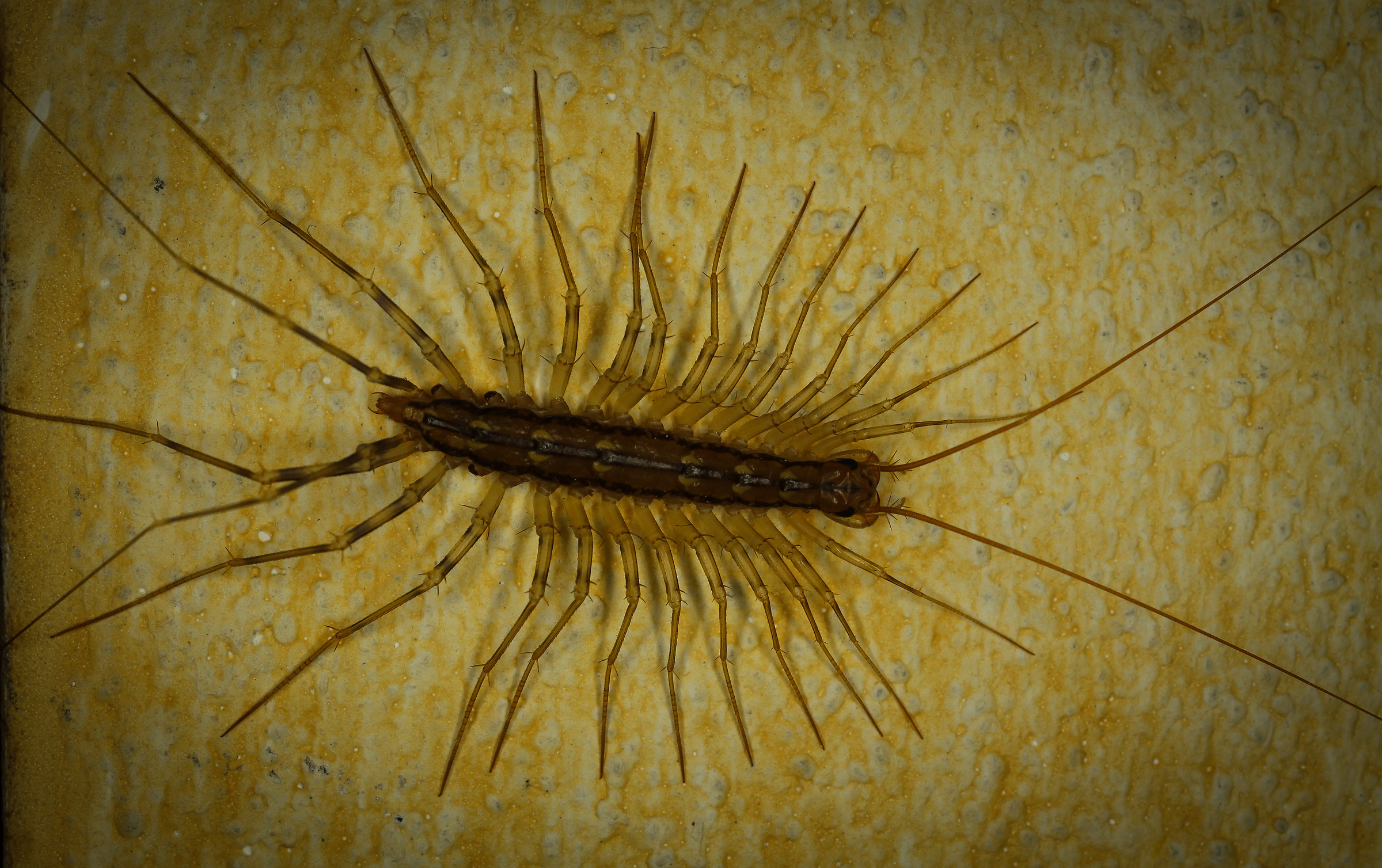 Un veloce e spietato predatore in casa… la scutigera