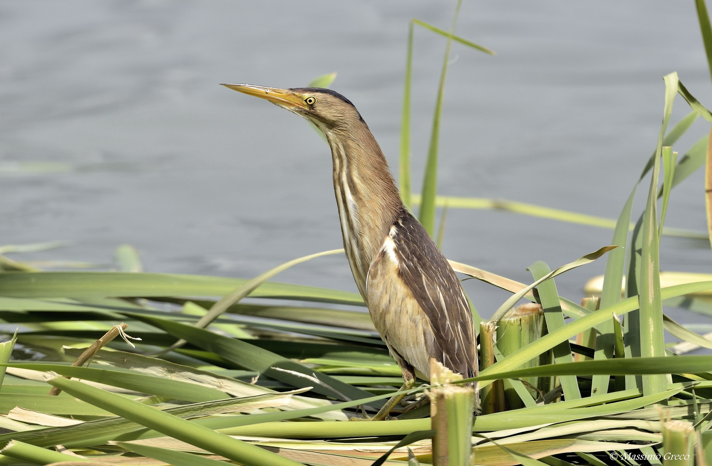 Tarabusino (Ixobrychus minutus)