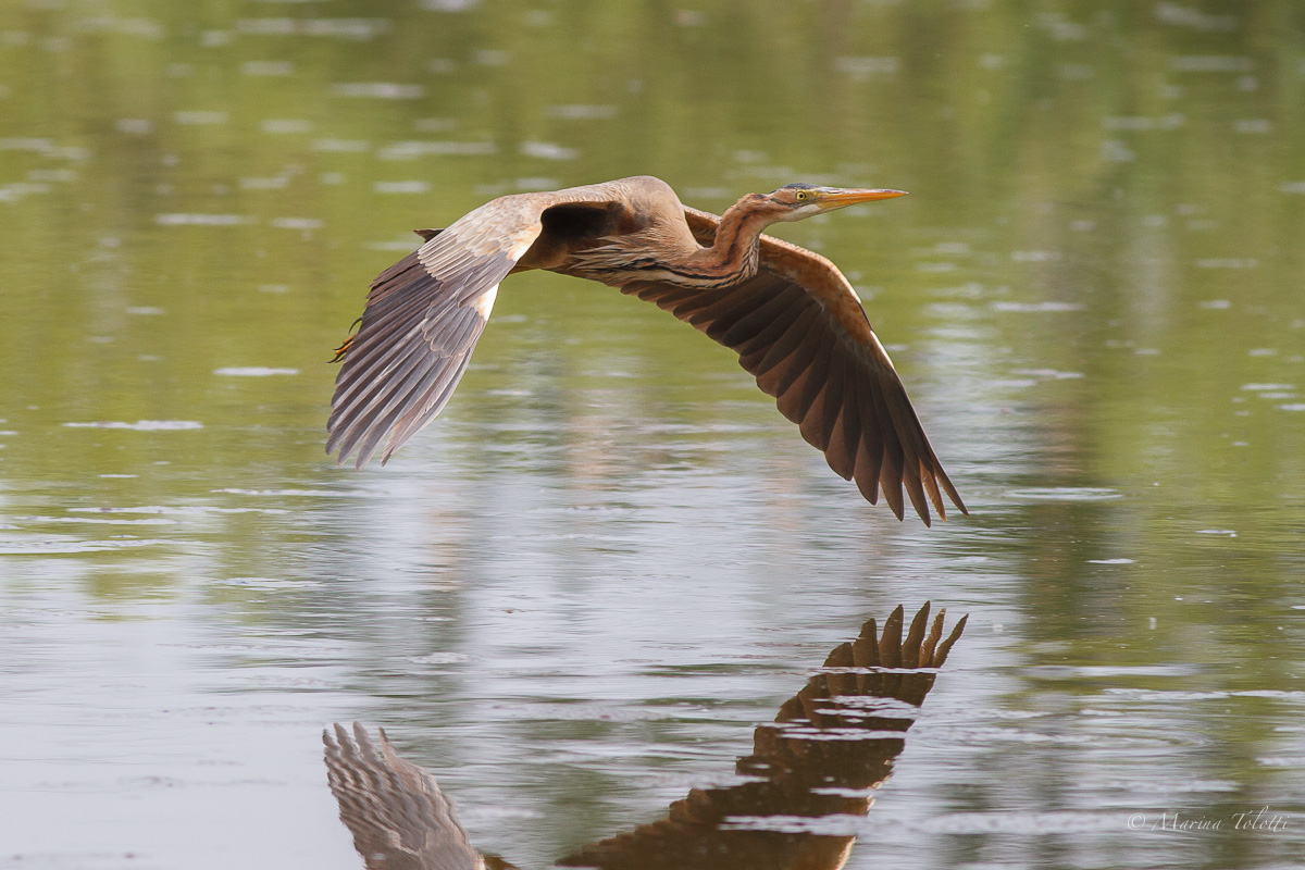 The Flight of the Heron red