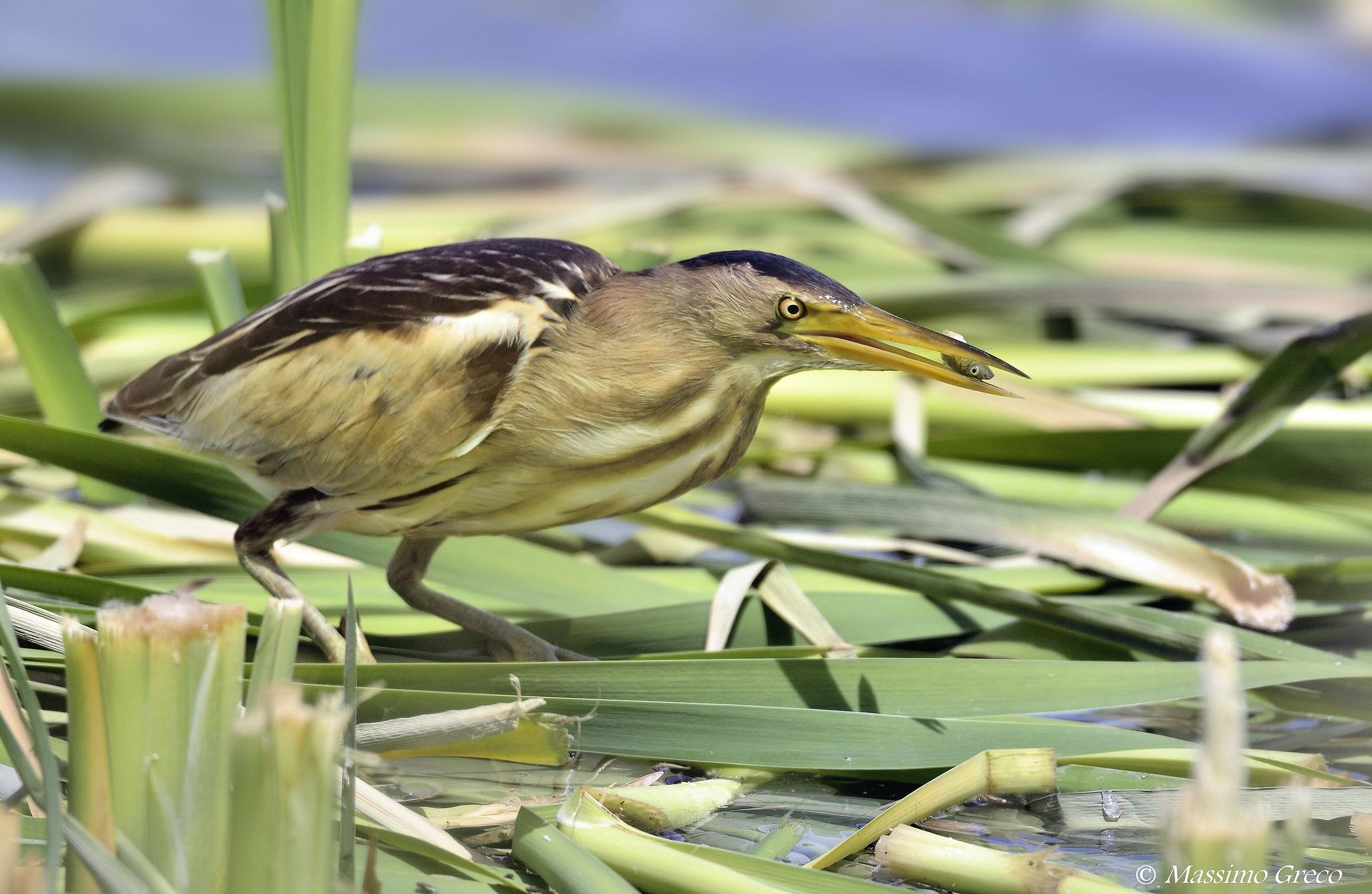 Tarabusino con preda