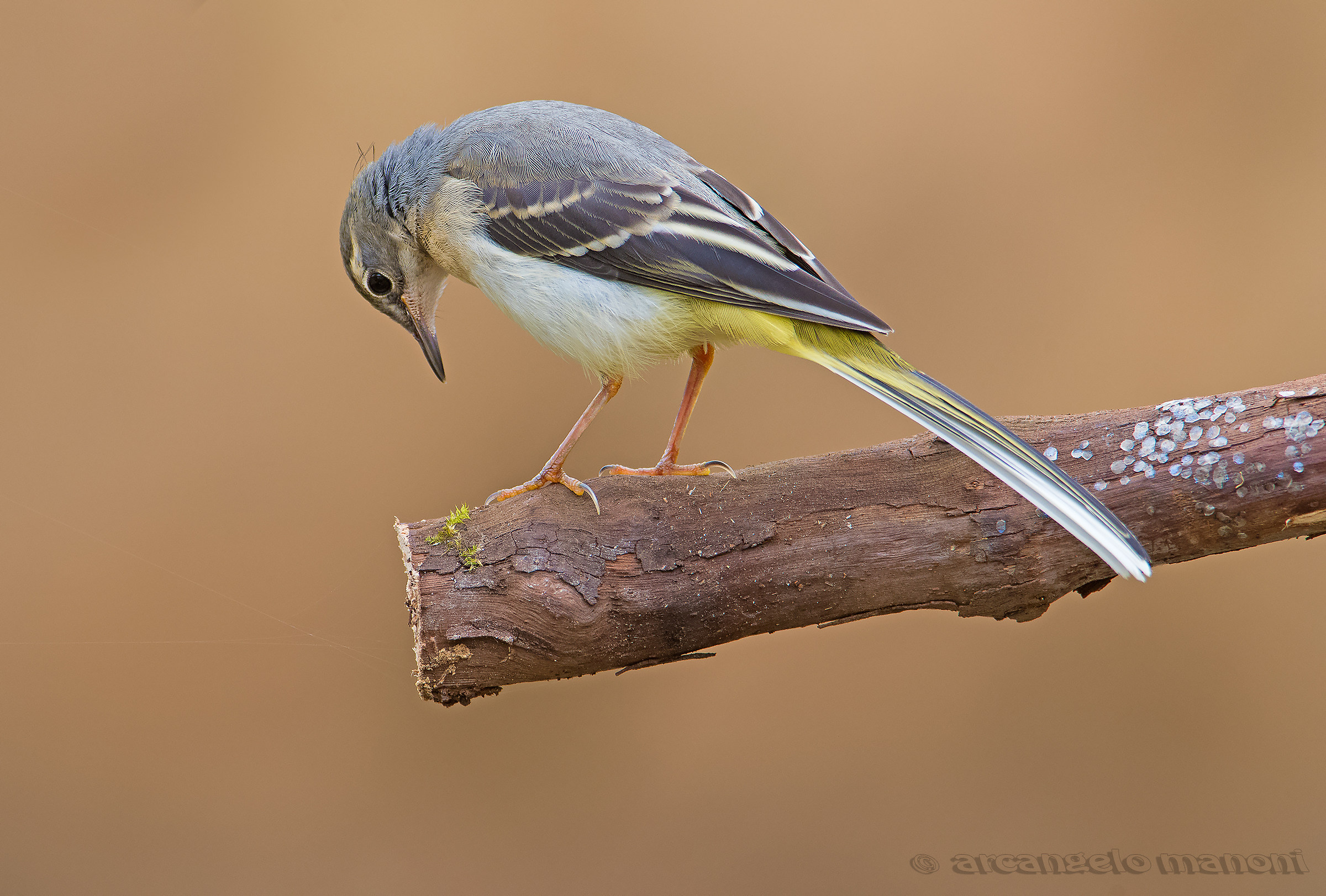 Una ballerina fuori luogo