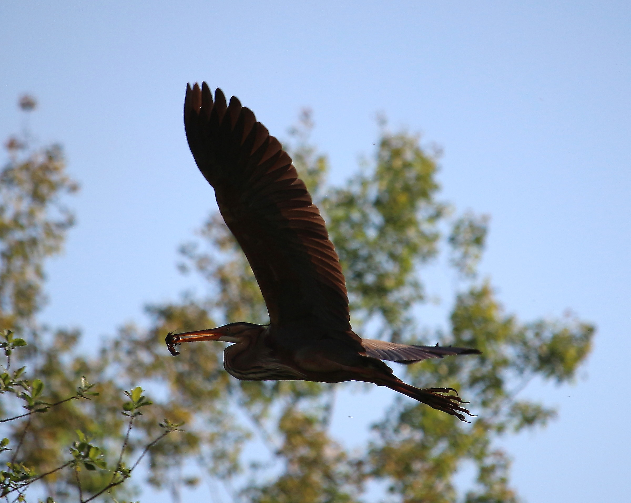 Red heron
