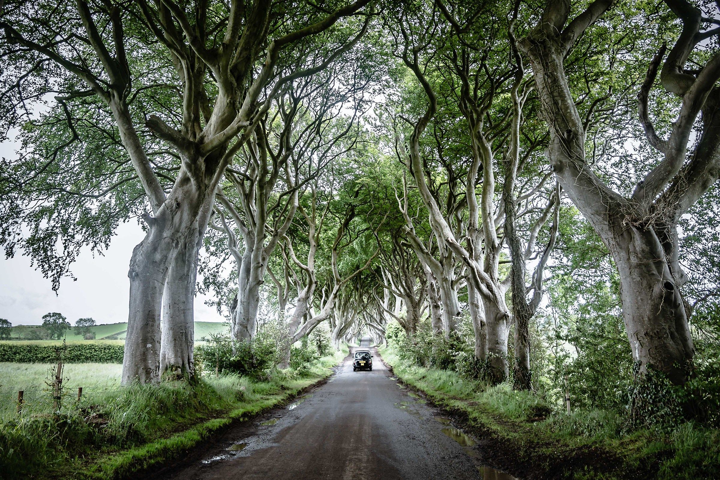 Dark Hedges