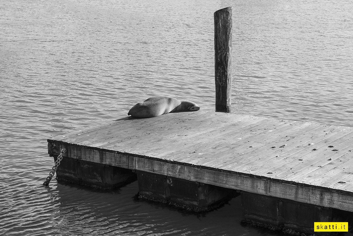 Pier 39 - Fisherman's Wharf - Rest