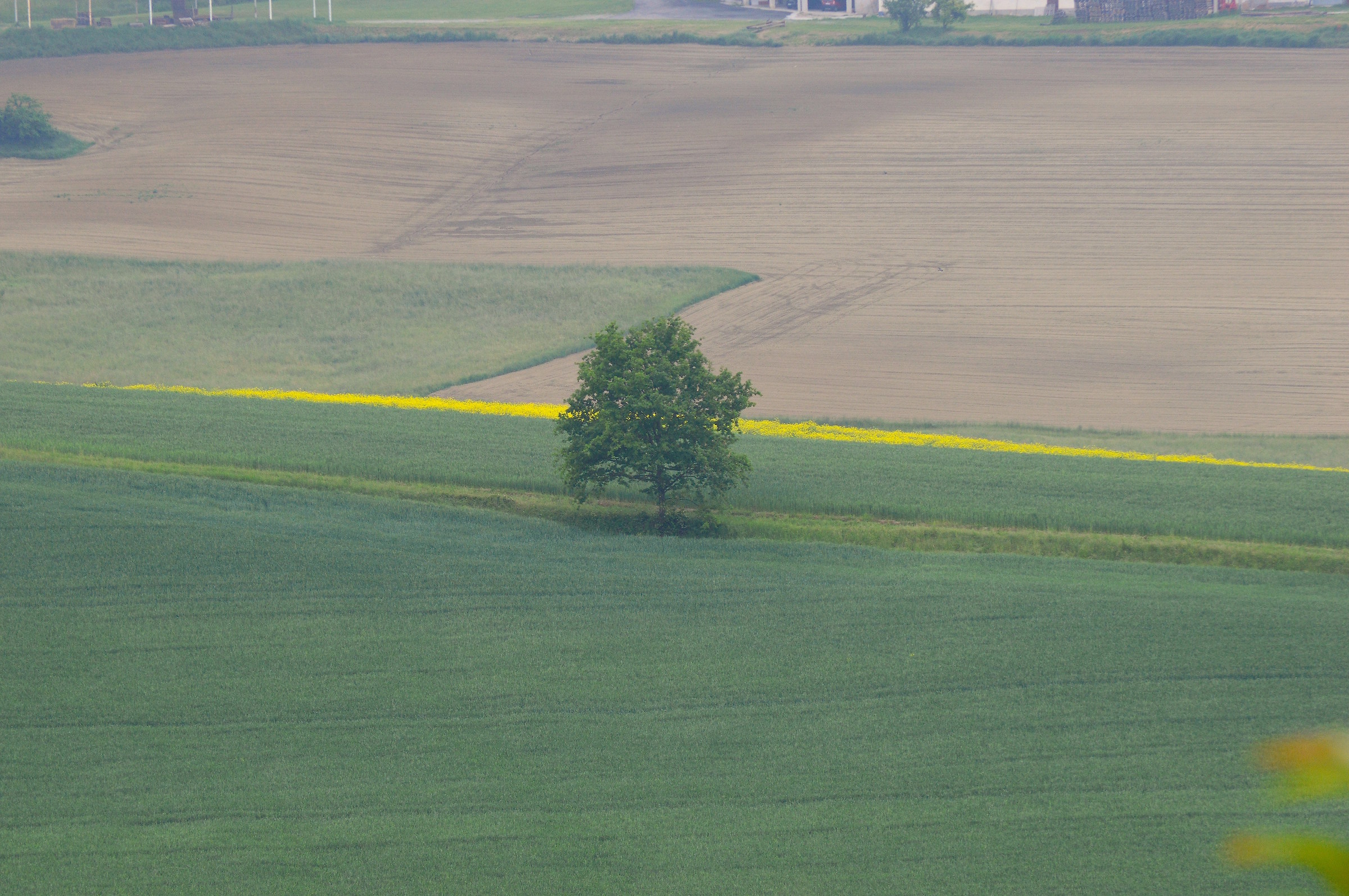 Solitario principe della campagna