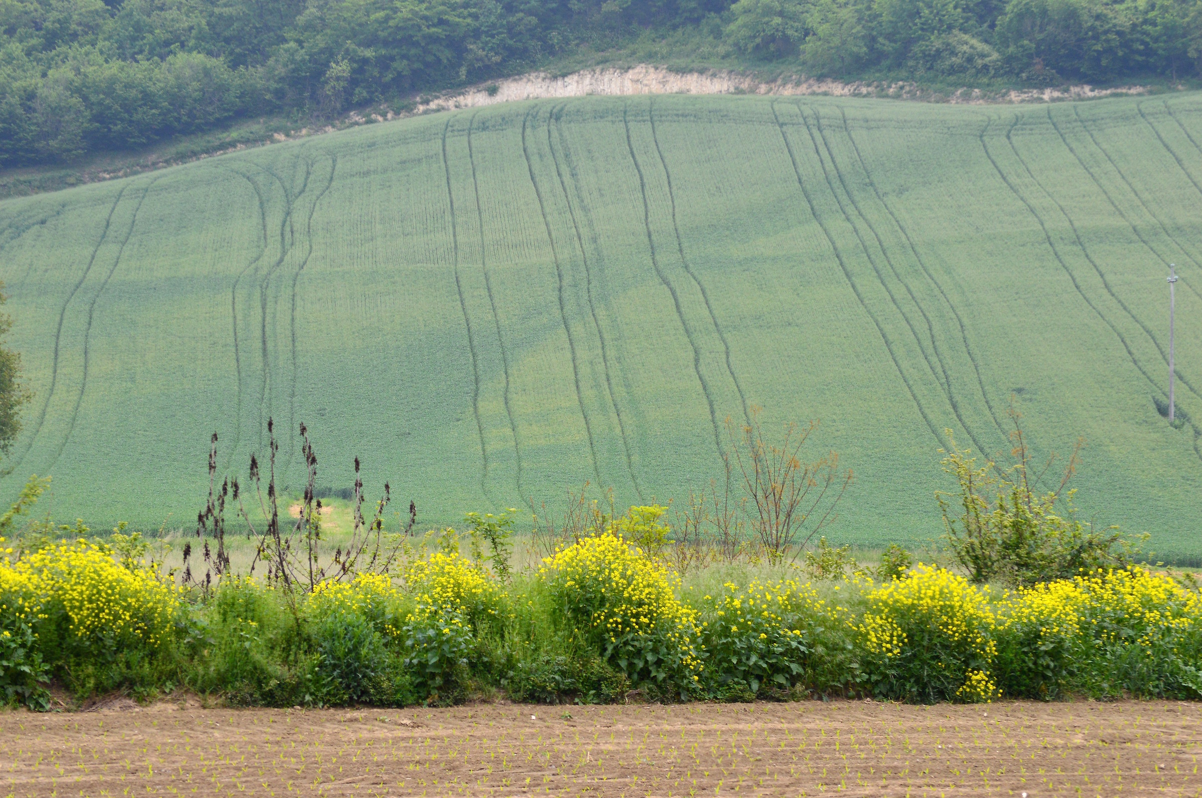 Traces in the still green grain