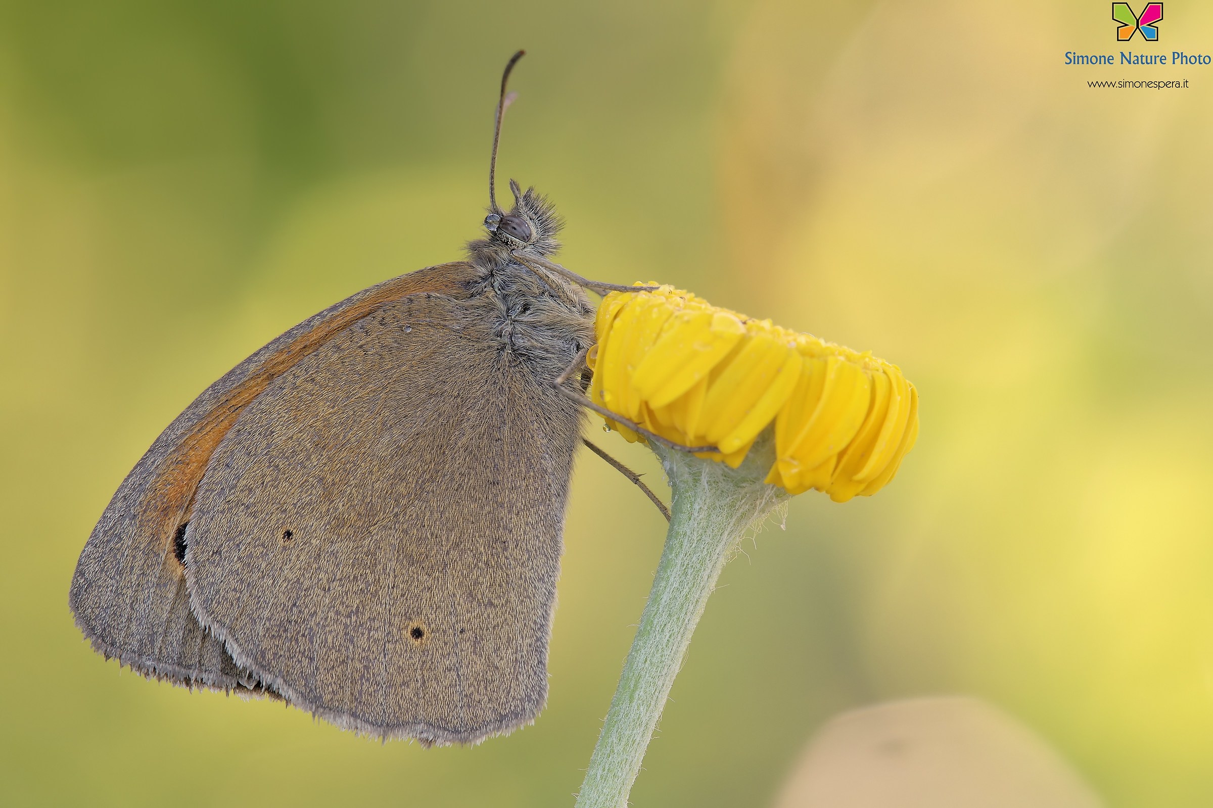 Maniola jurtina ....