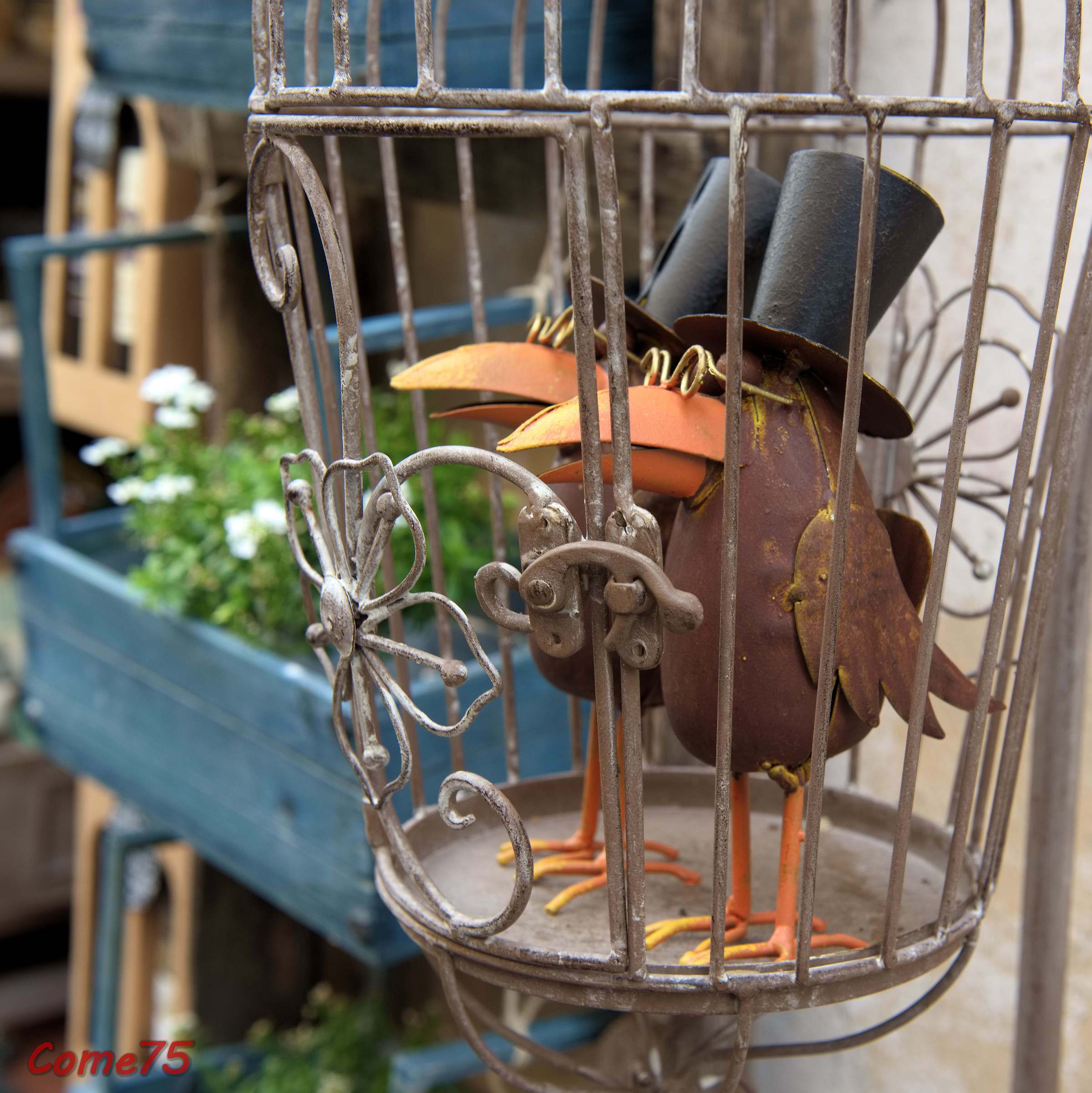 Strani animali in gabbia