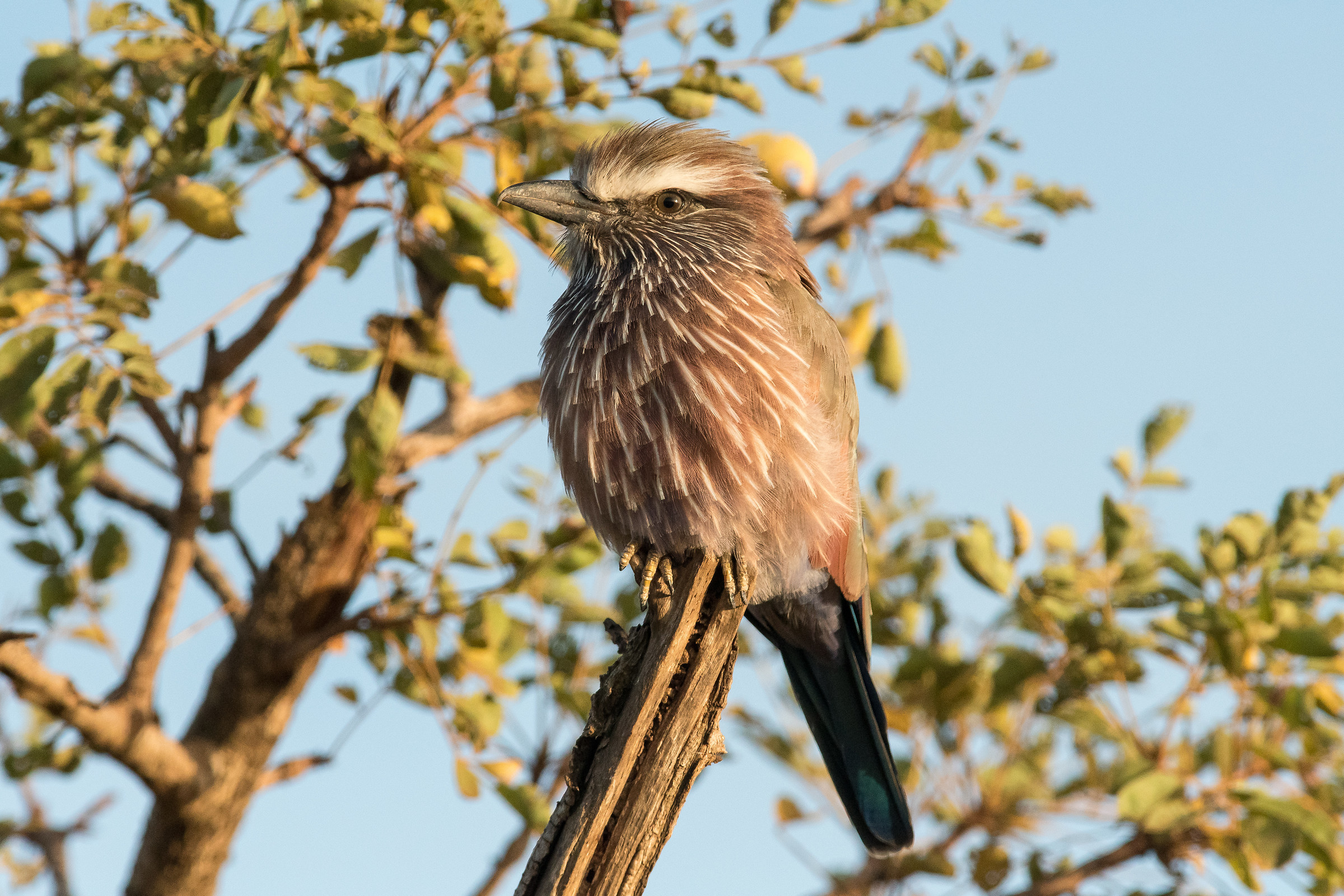 Young gypsy on awakening
