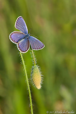 Plebejus argus