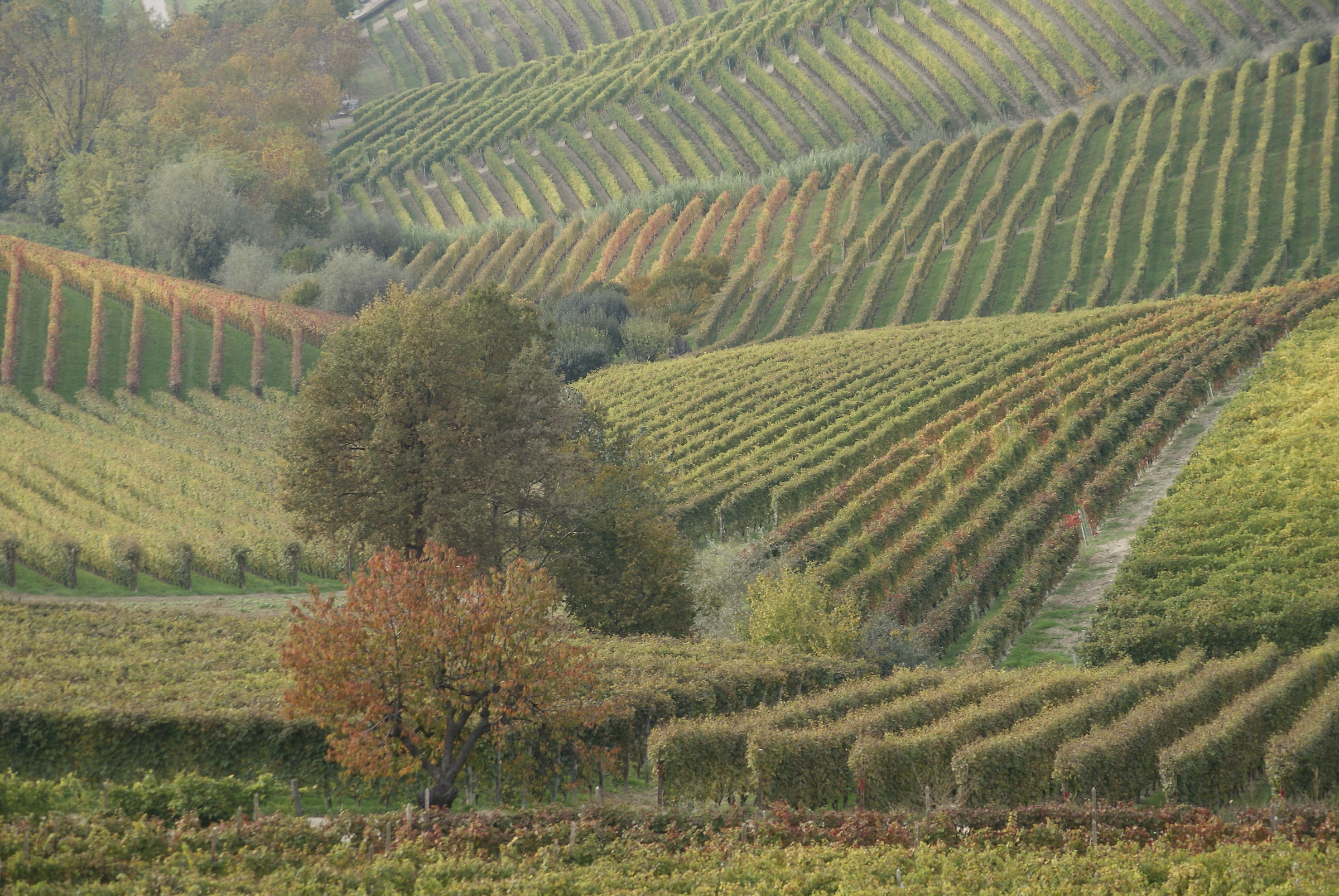 Langa - rows of rows