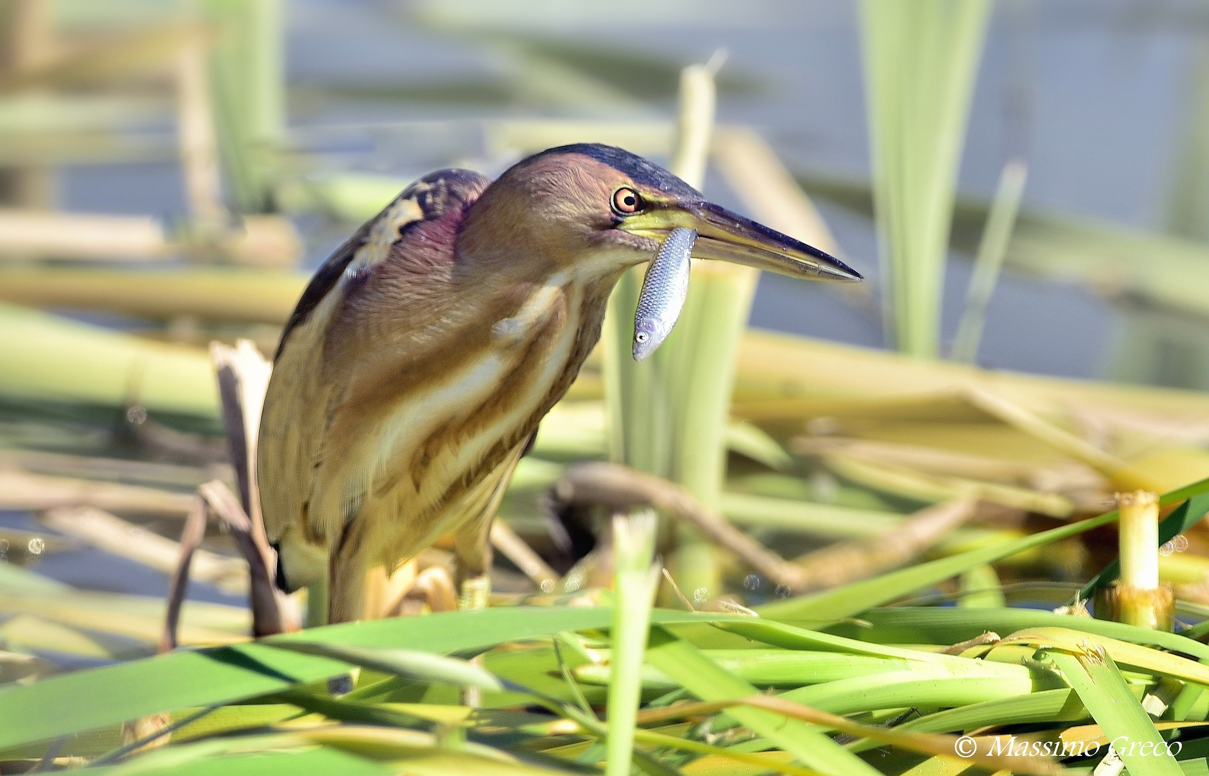 Tarabusino (Ixobrychus minutus)