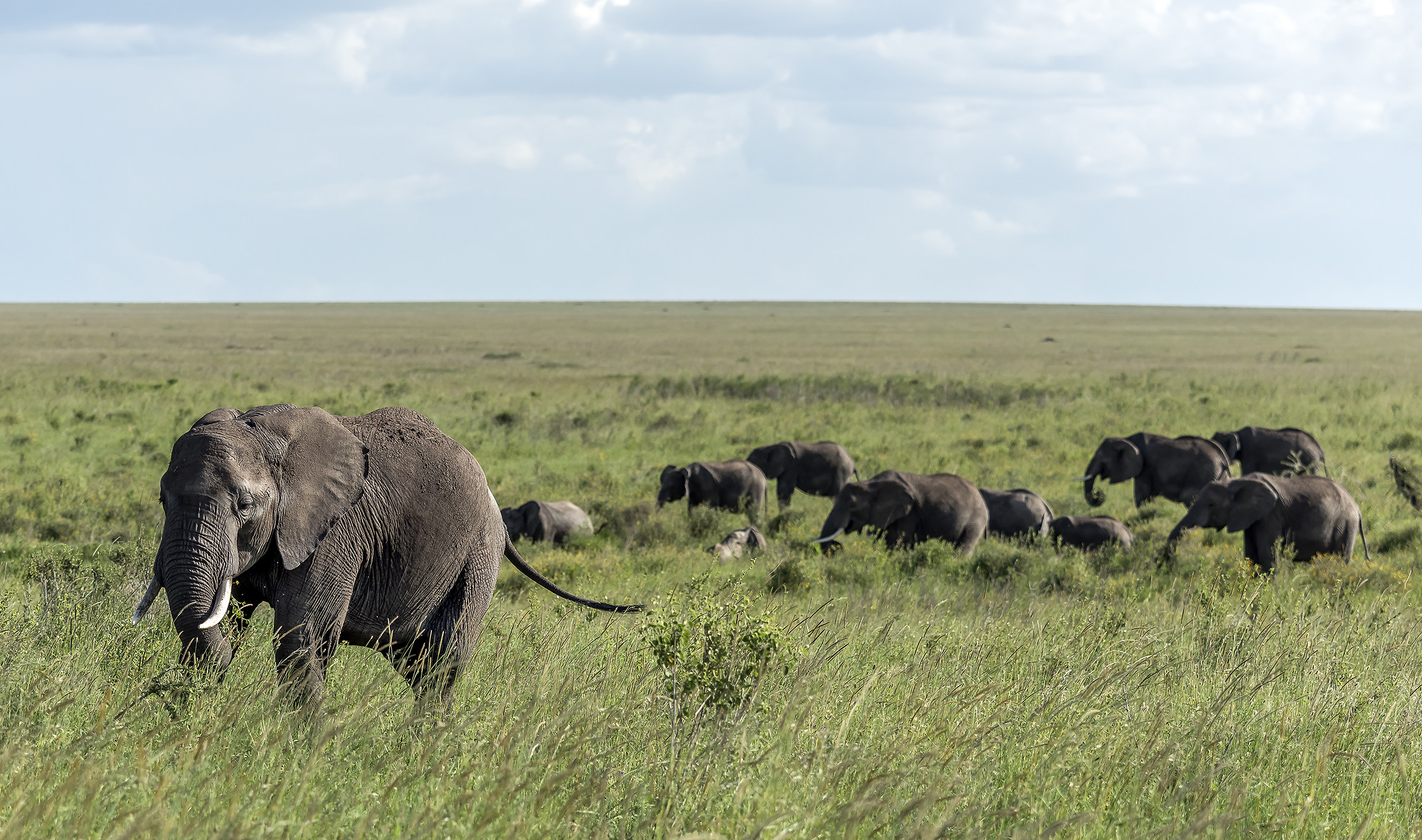 Tanzania 2017 - Serengeti