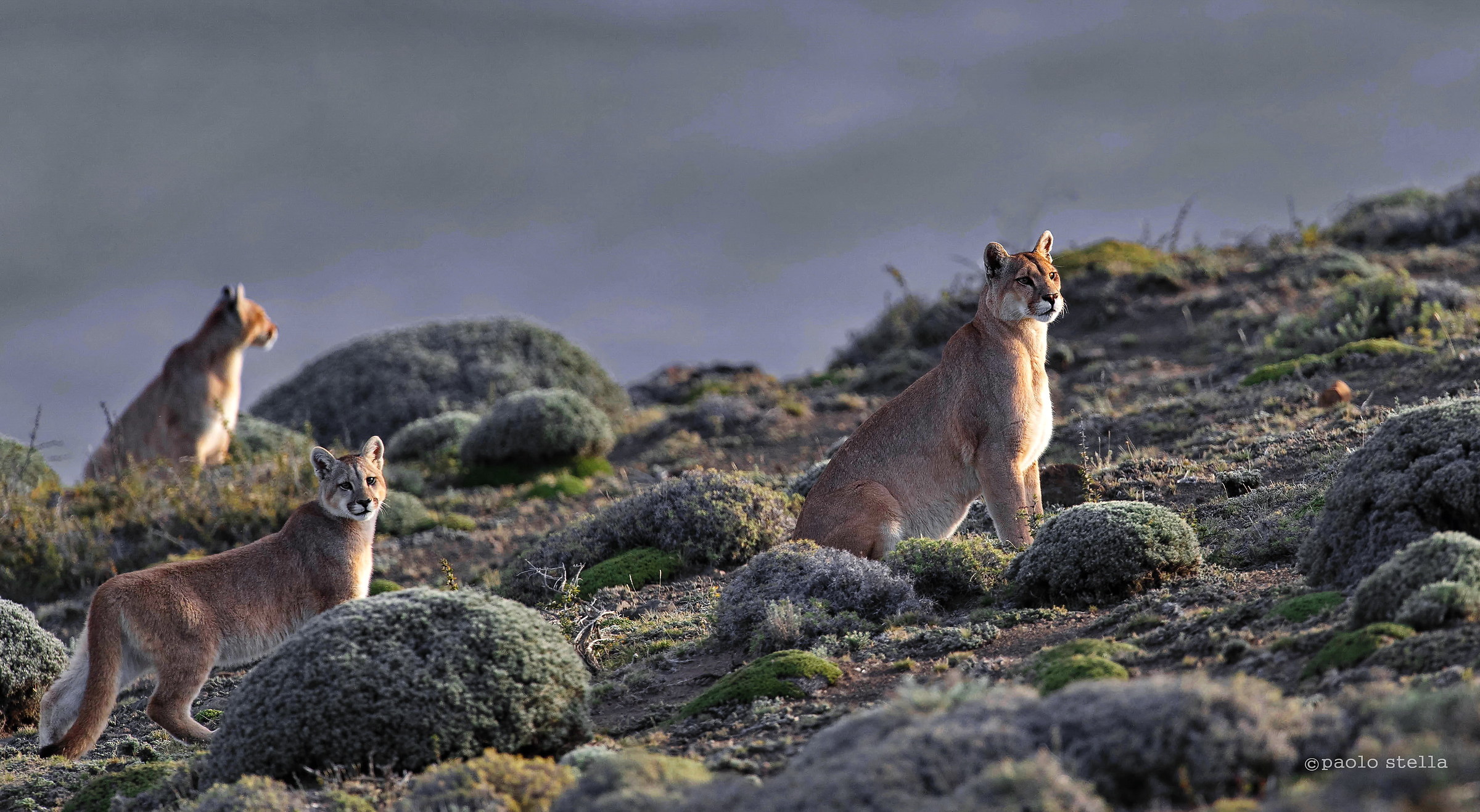 hunting at the sunset
