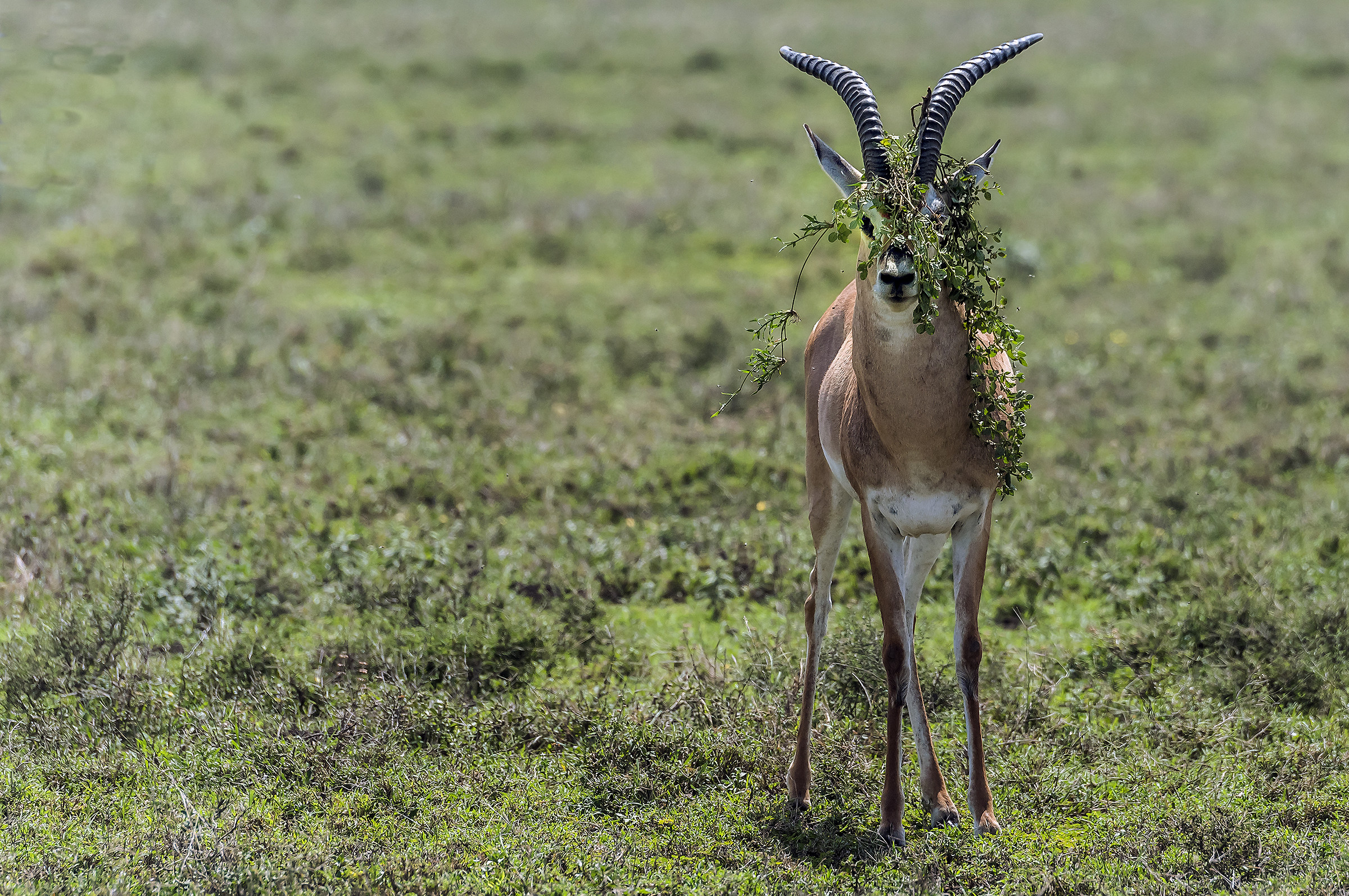 Tanzania 2017 - Cespugli