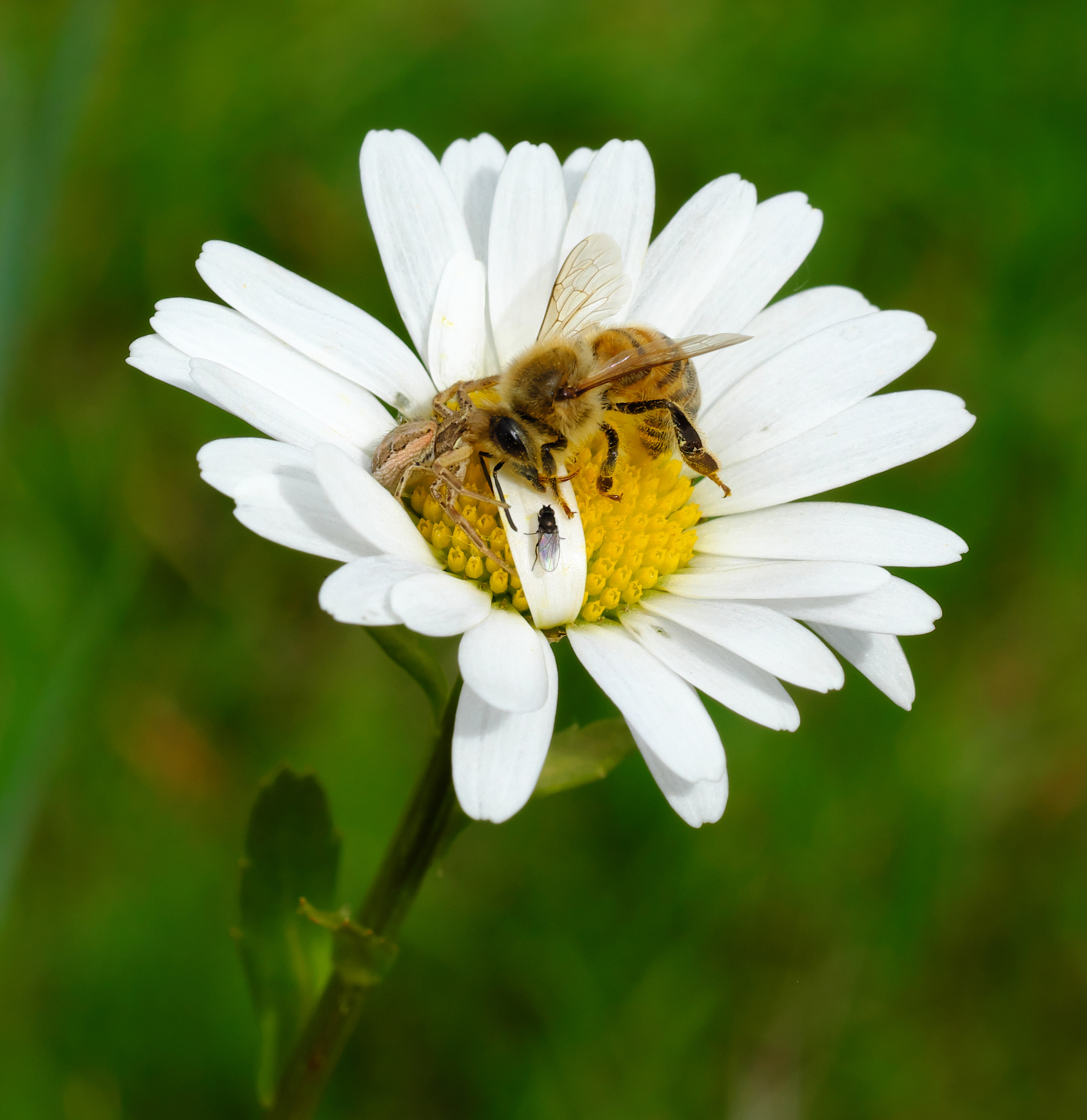 Chi lotta per vivere, chi per mangiare e....chi guarda