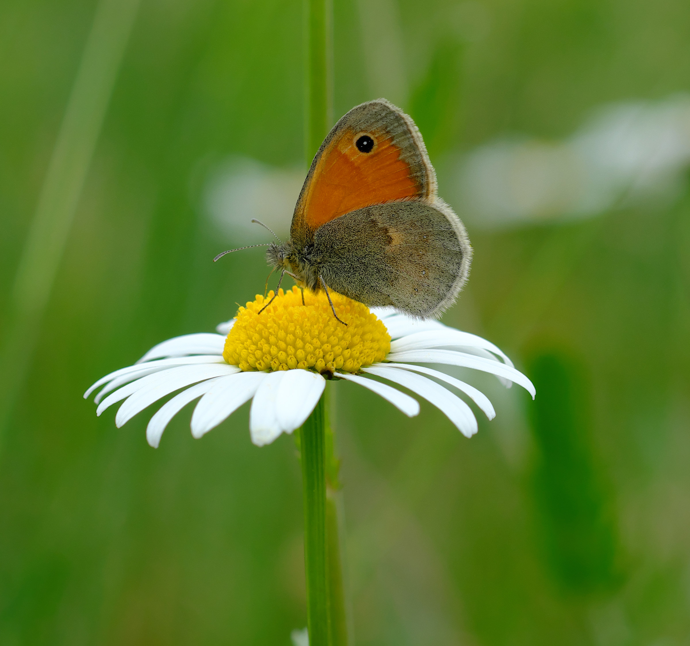 Butterfly and daisy
