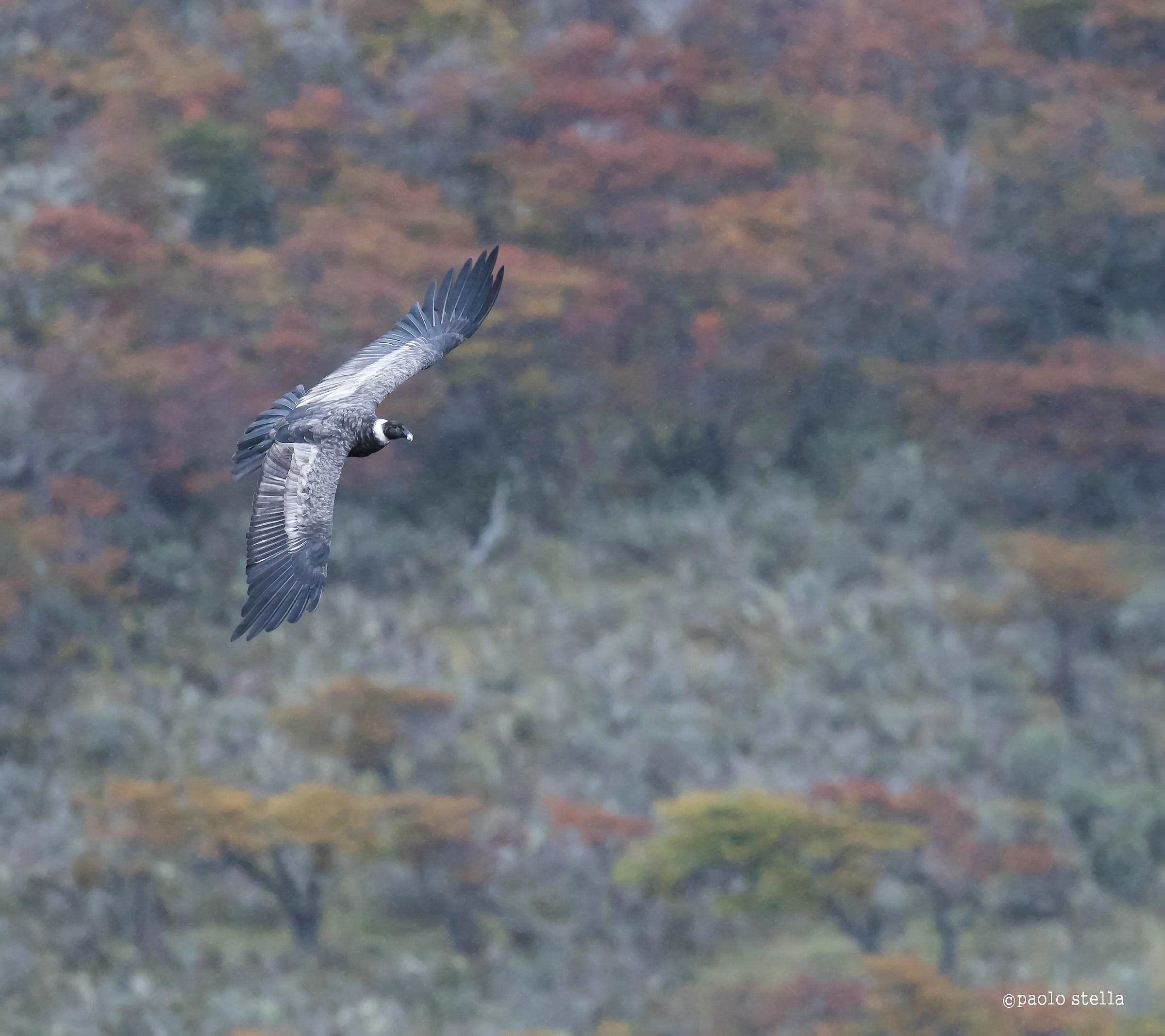 in volo sulla foresta