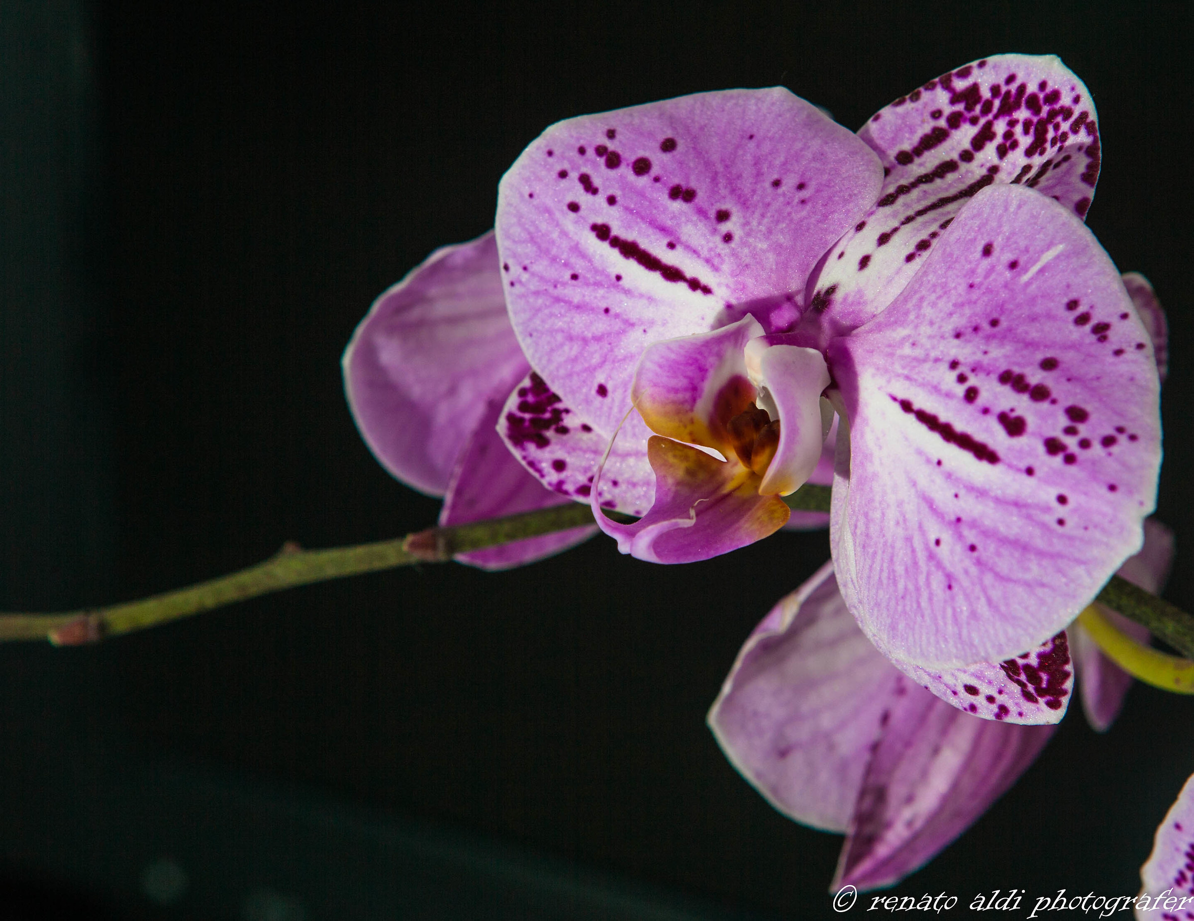 Orchiea 5