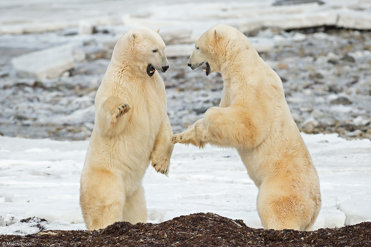 I colossi di Churchill