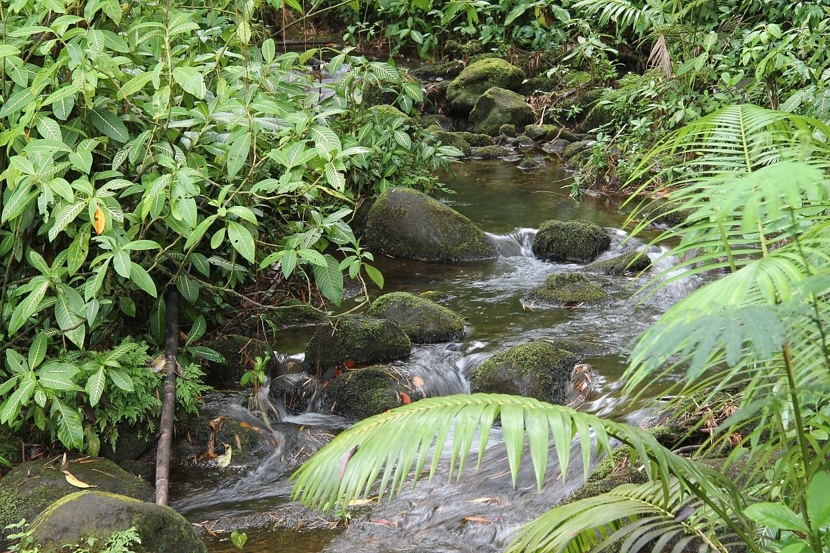 Akaka Falls State Parks Hilo