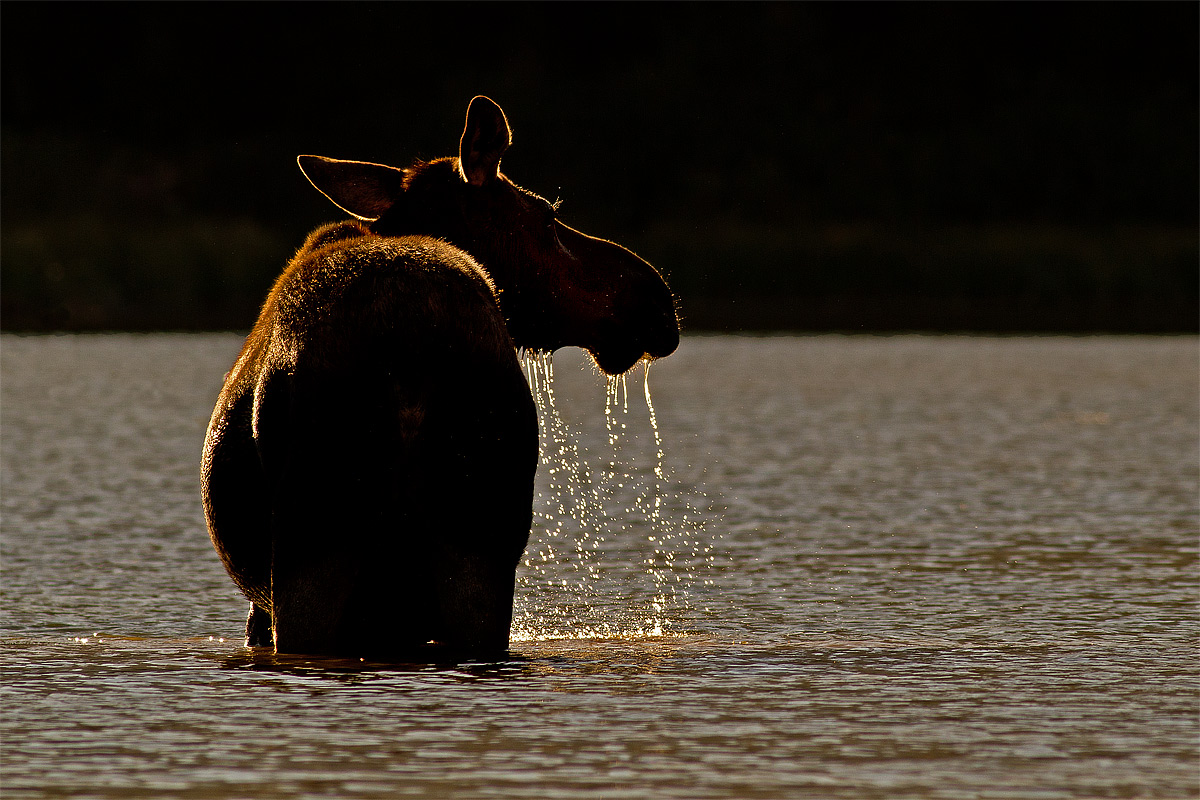 Moose at Dusk