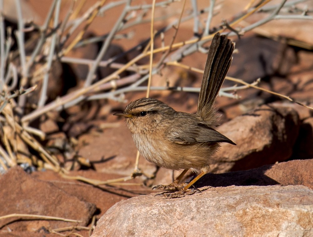 A goblin in the desert