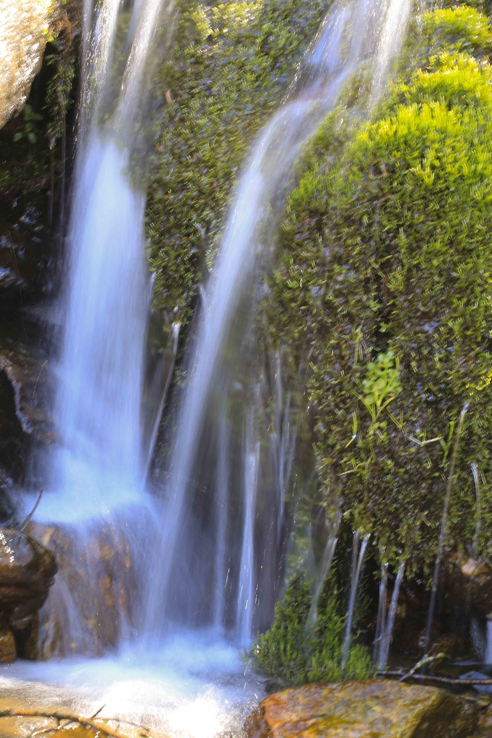 Try an image of a zampillo