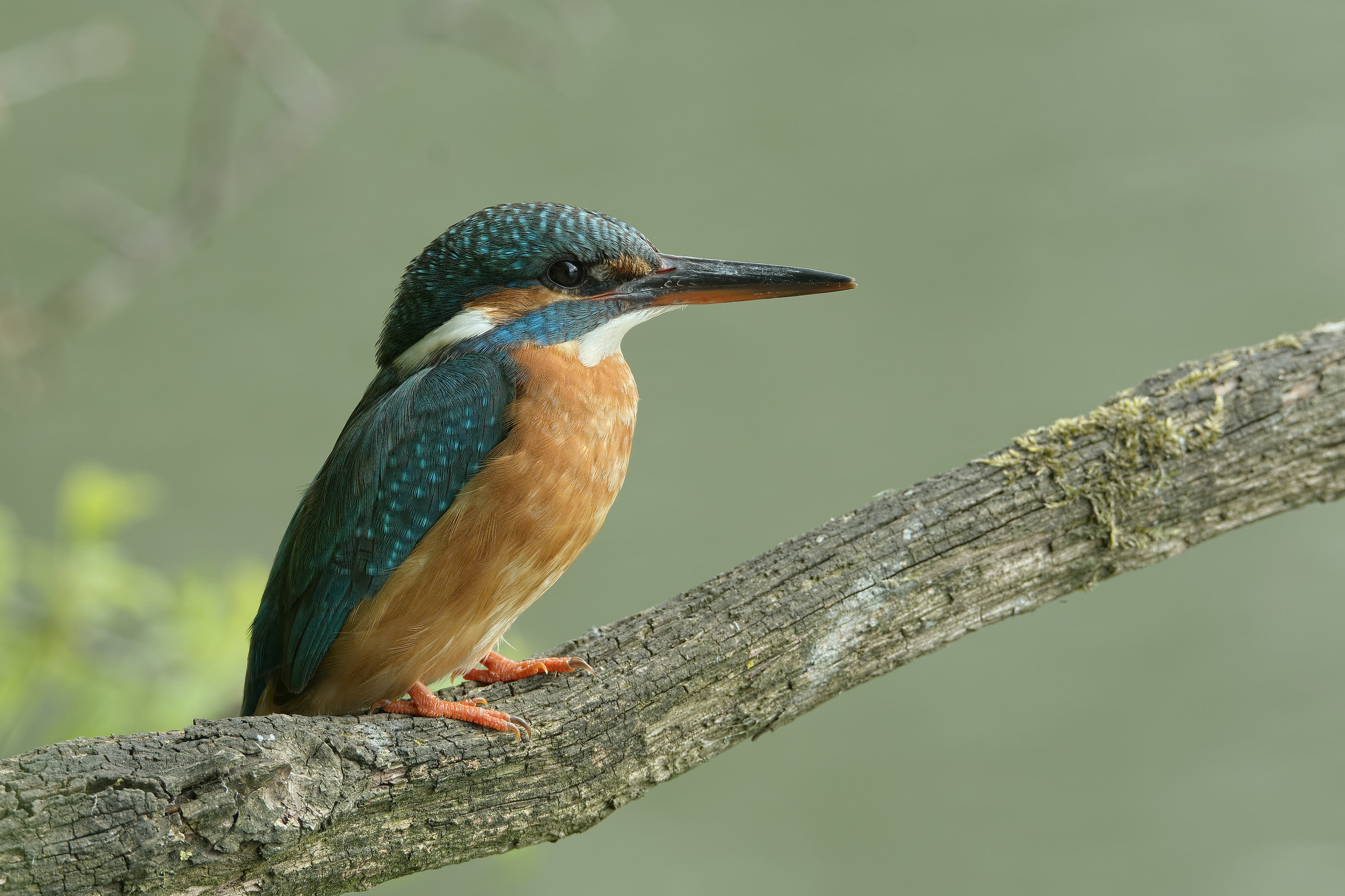 Female kingfisher
