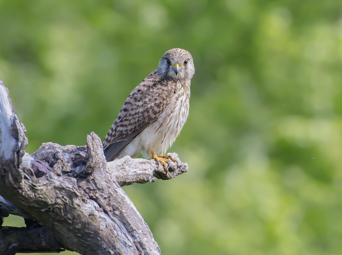 Female kestrel