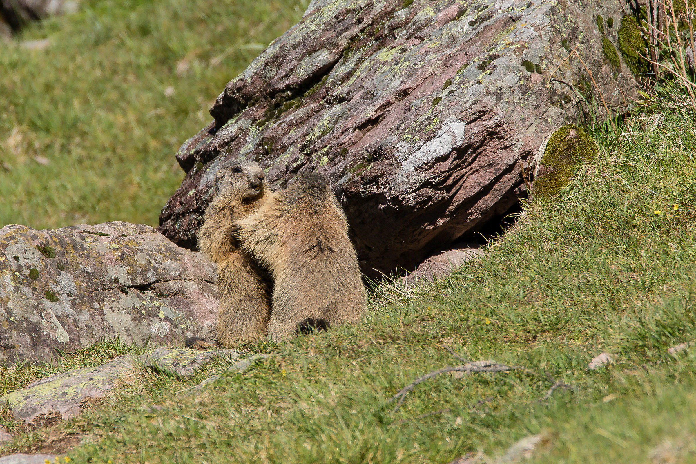Marmotte Ballerine