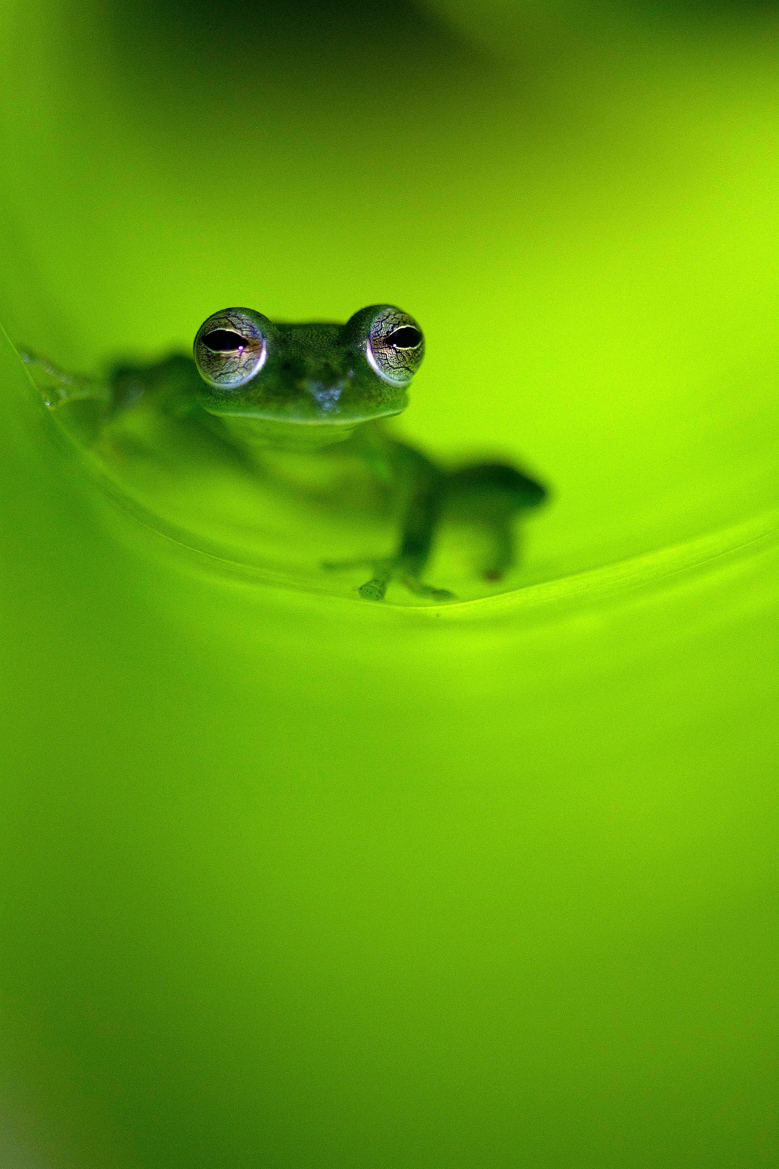 Glass Frog 1