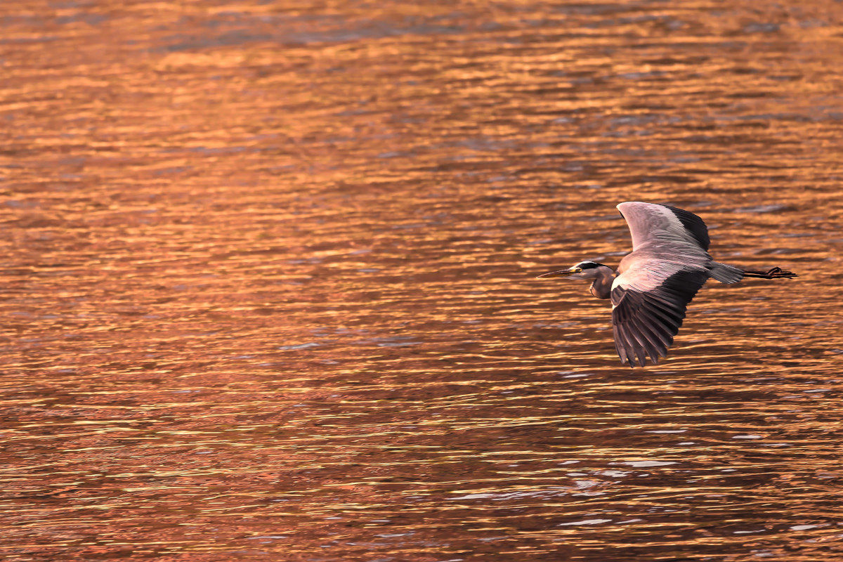 homeward....................