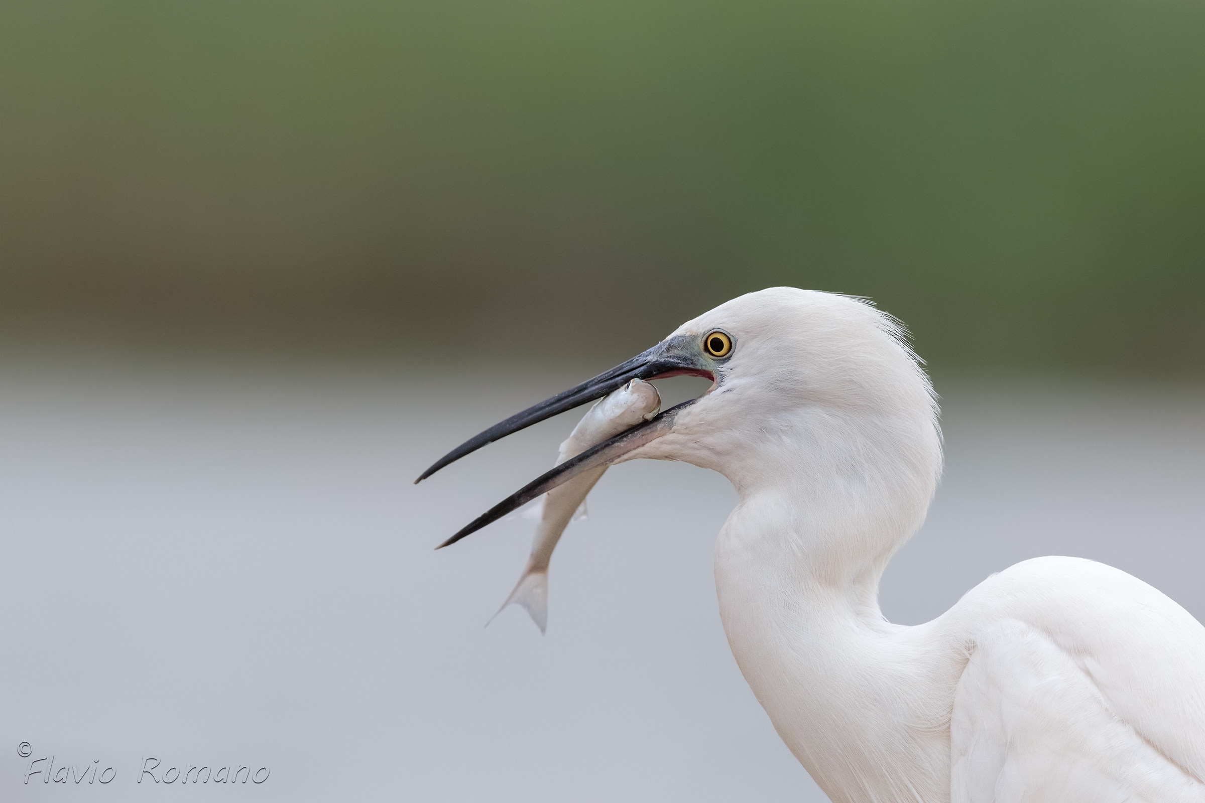 Egret