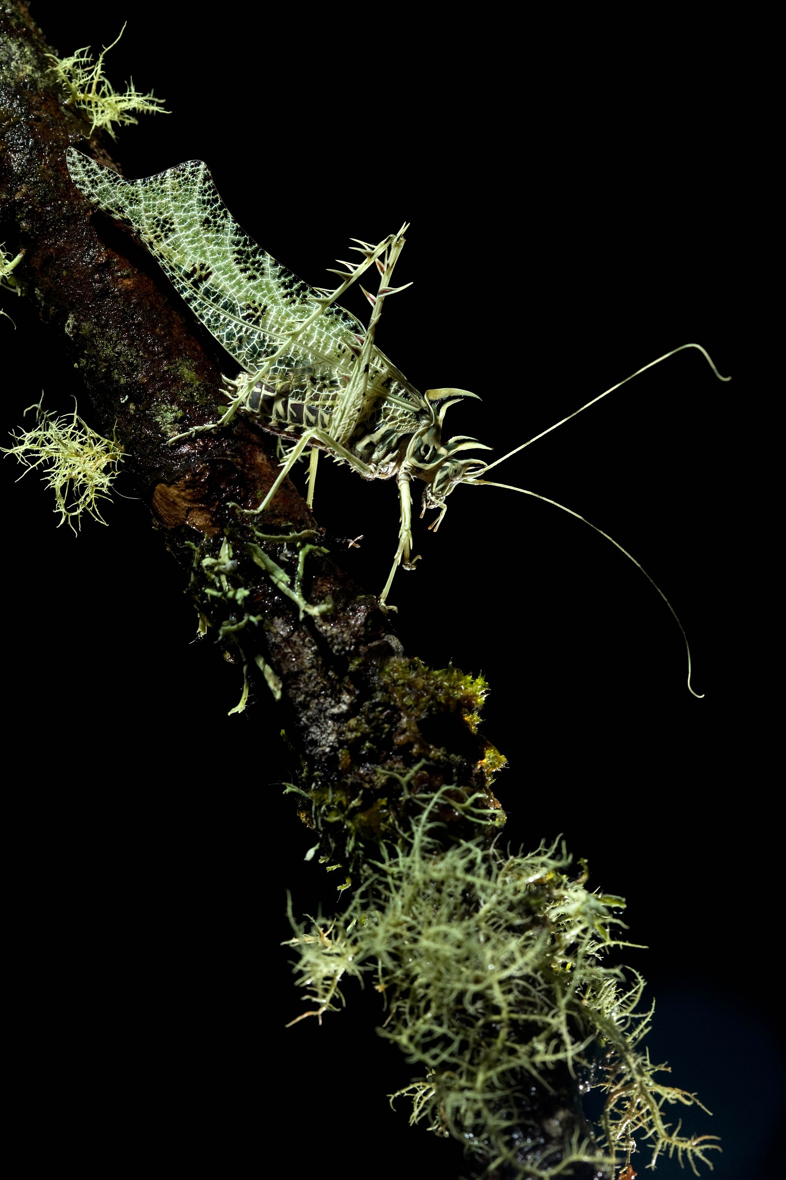 Lichen Insetto