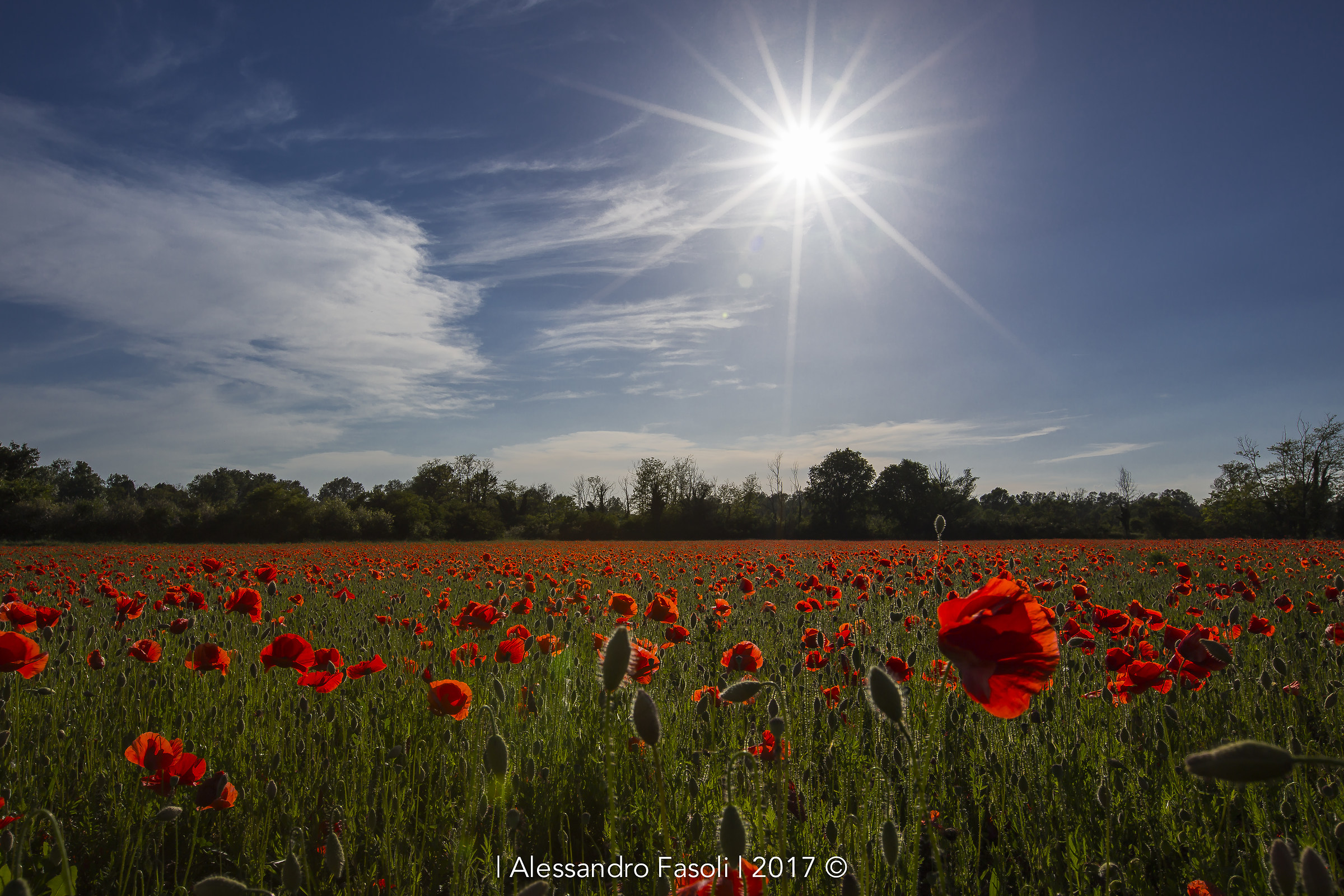 I Papaveri del Parco Adda Sud